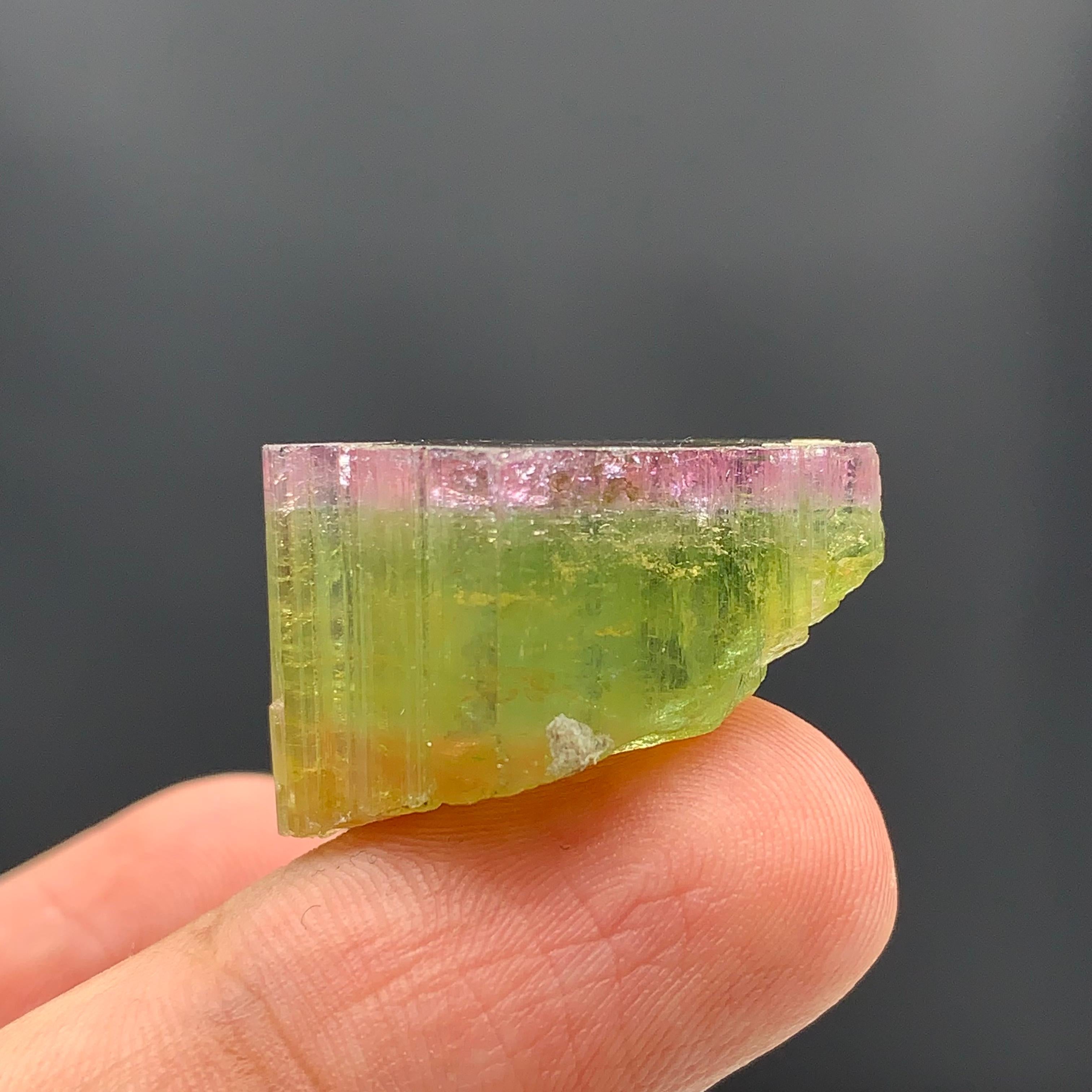 18th Century and Earlier 46.90 Carat Elegant Tri Color Tourmaline Crystal From Paprook, Afghanistan  For Sale