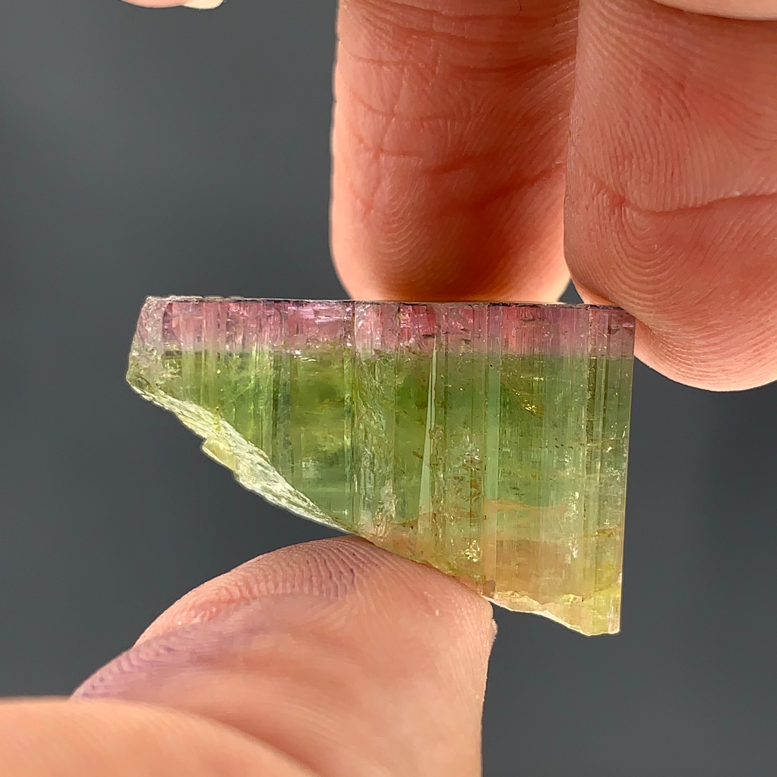 Rock Crystal 46.90 Carat Elegant Tri Color Tourmaline Crystal From Paprook, Afghanistan  For Sale
