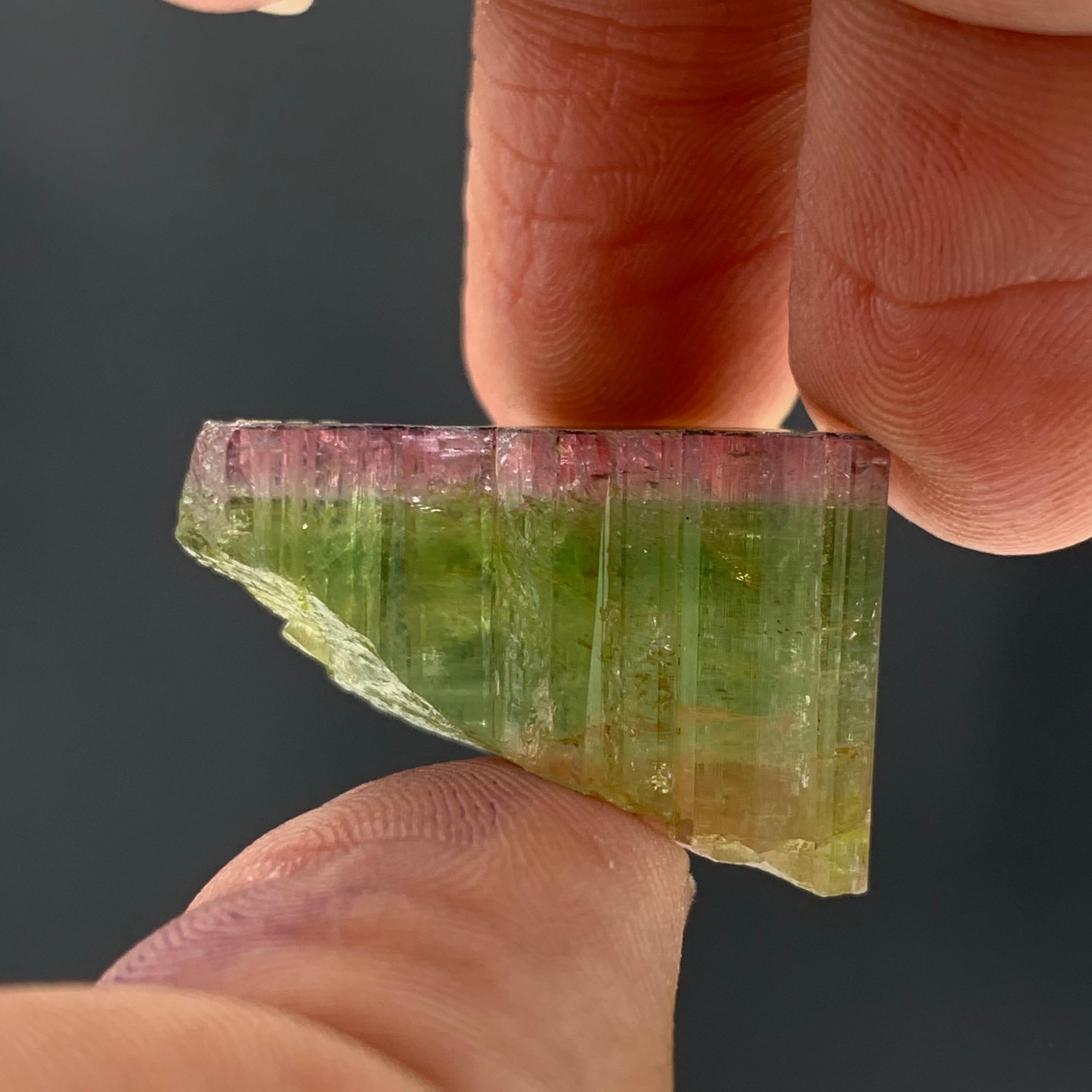 46.90 Carat Elegant Tri Color Tourmaline Crystal From Paprook, Afghanistan  For Sale 1