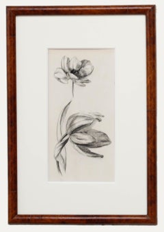 Atrib. John Cluysenaar (1899-1986) - Dibujo al carboncillo de mediados del siglo XX, Anémona