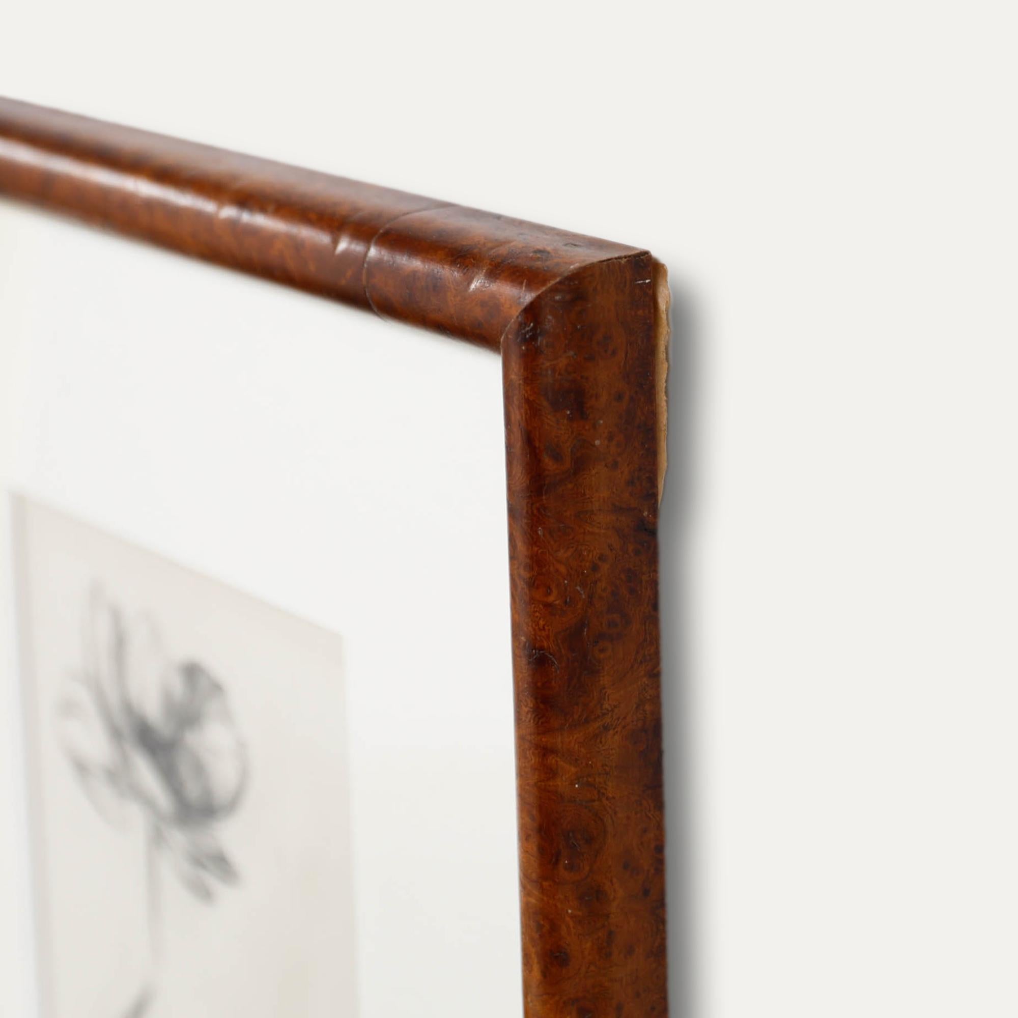 Fino carboncillo de una flor de anémona en dos estados, atribuido al artista John Cluysenaar (1899-1986). Magníficamente presentado en un marco de madera de rebabas y una gruesa montura de cartulina. Sin firmar. Sobre el papel. 