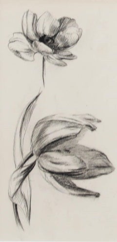 Attrib. John Cluysenaar (1899-1986) - Mid 20th Century Charcoal Drawing, Anemone