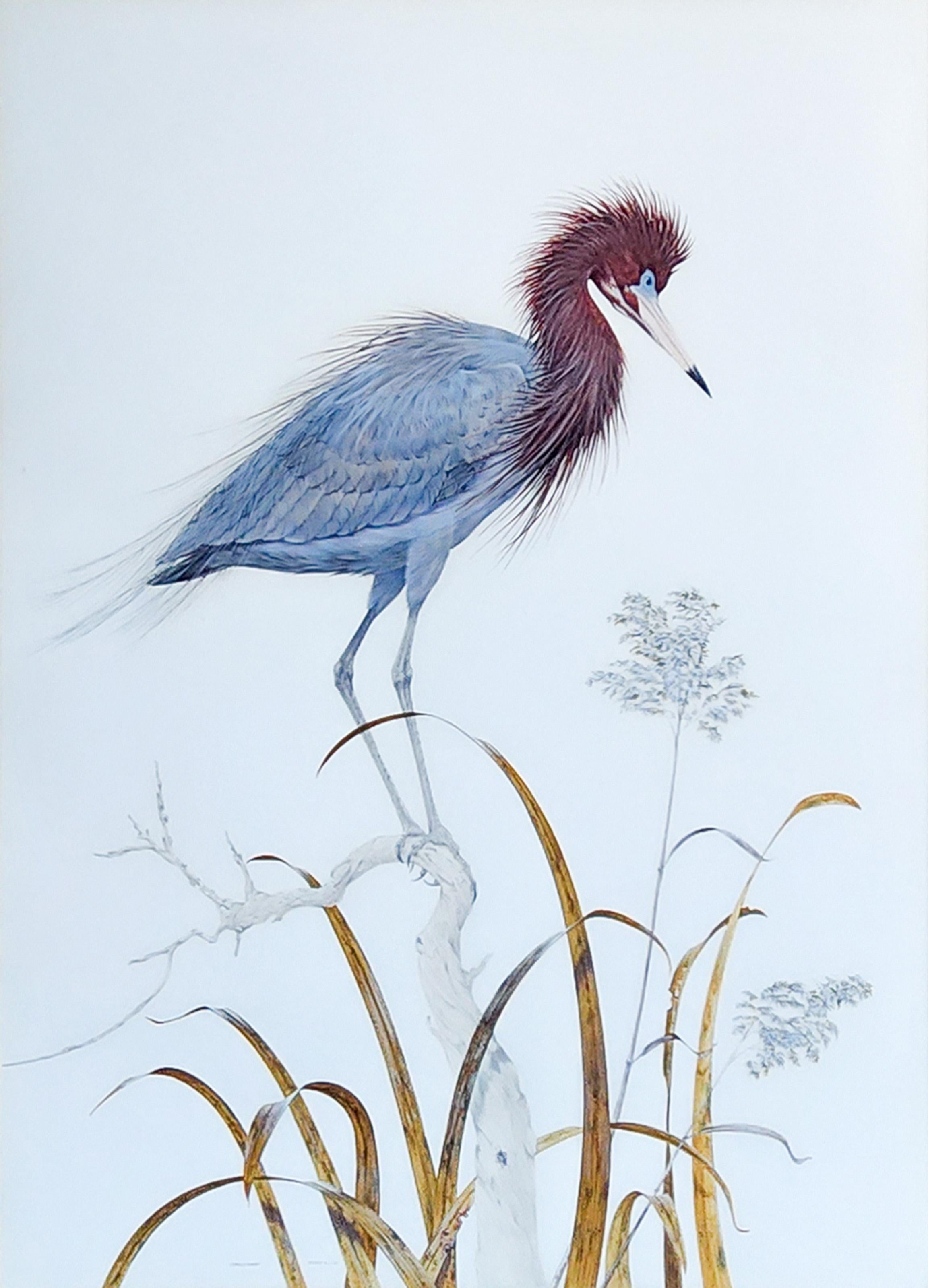 Redish Egret, American Impressionist Watercolor Painting by Robin Hill For Sale 1
