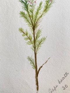 Pintura Botánica Antigua Británica a la Acuarela, circa 1900's