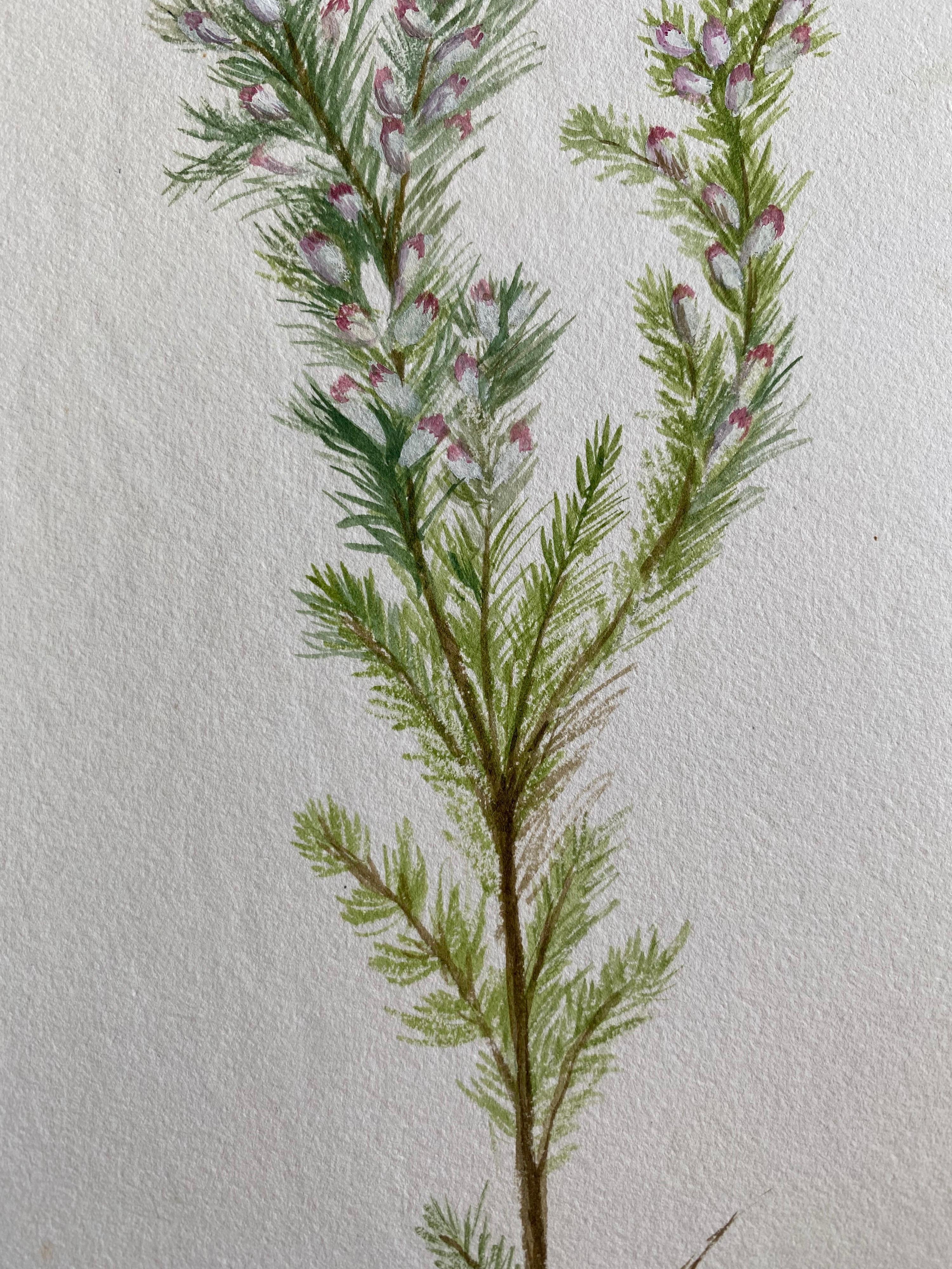 Fine Antique British Botannical Watercolour Painting, circa 1900's - Victorian Art by Unknown