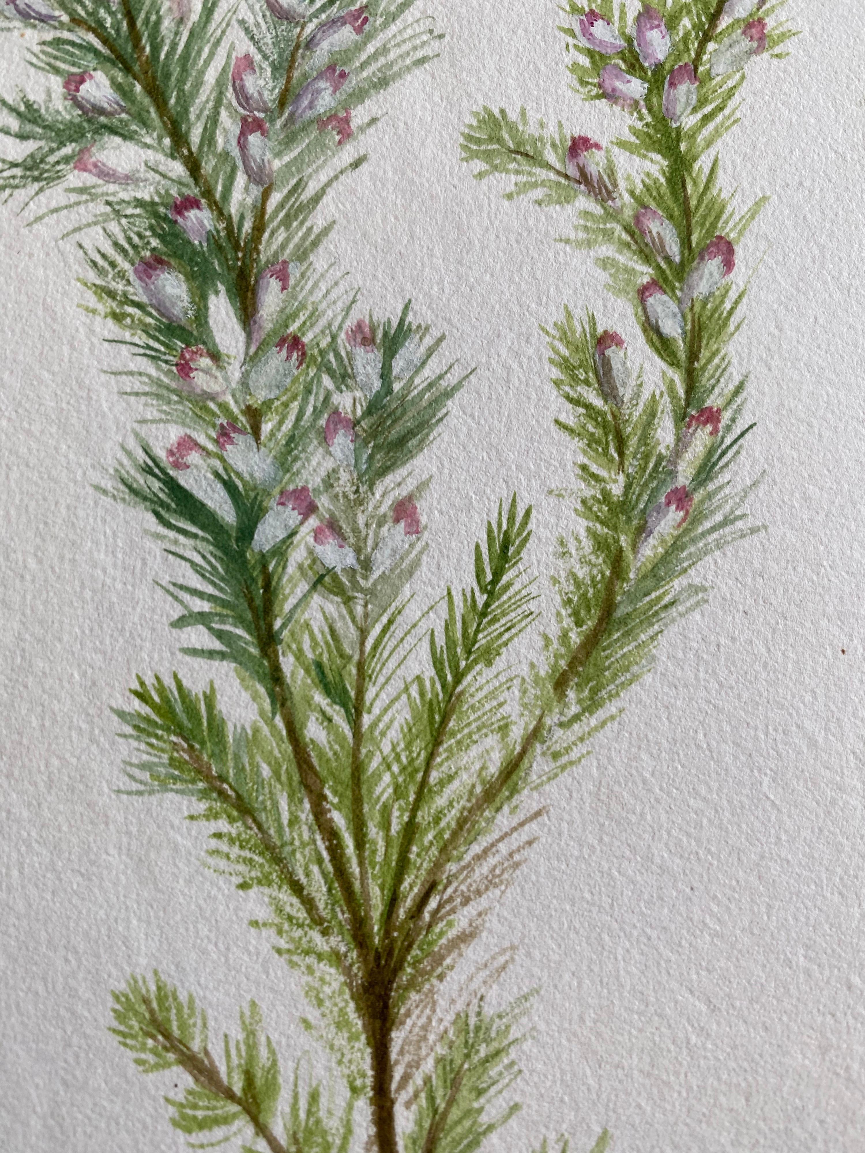 Fine Antique British Botannical Watercolour Painting, circa 1900's For Sale 1