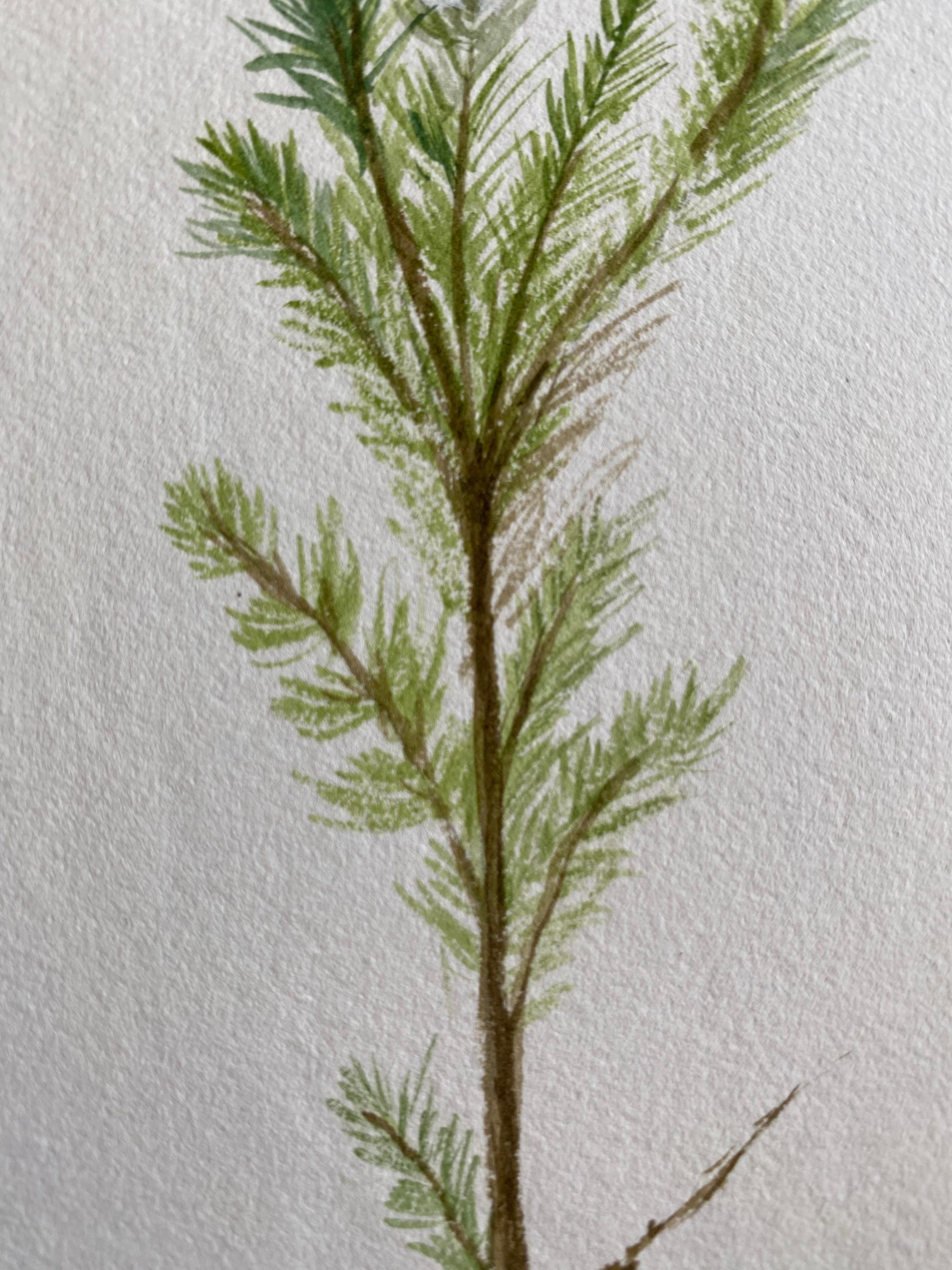 Fine Antique British Botannical Watercolour Painting, circa 1900's For Sale 2