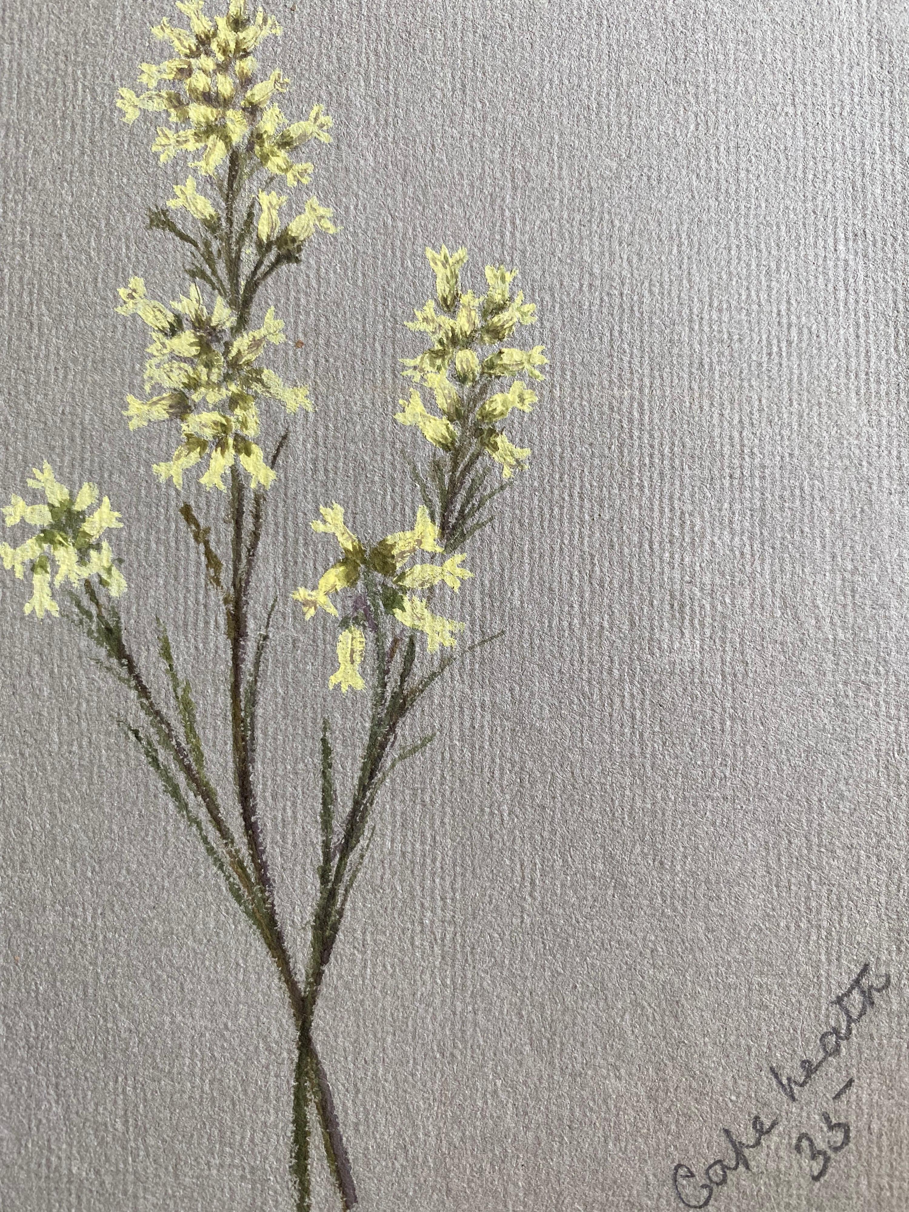 Fine Antique British Botannical Watercolour Painting, circa 1900's - Beige Still-Life by Unknown