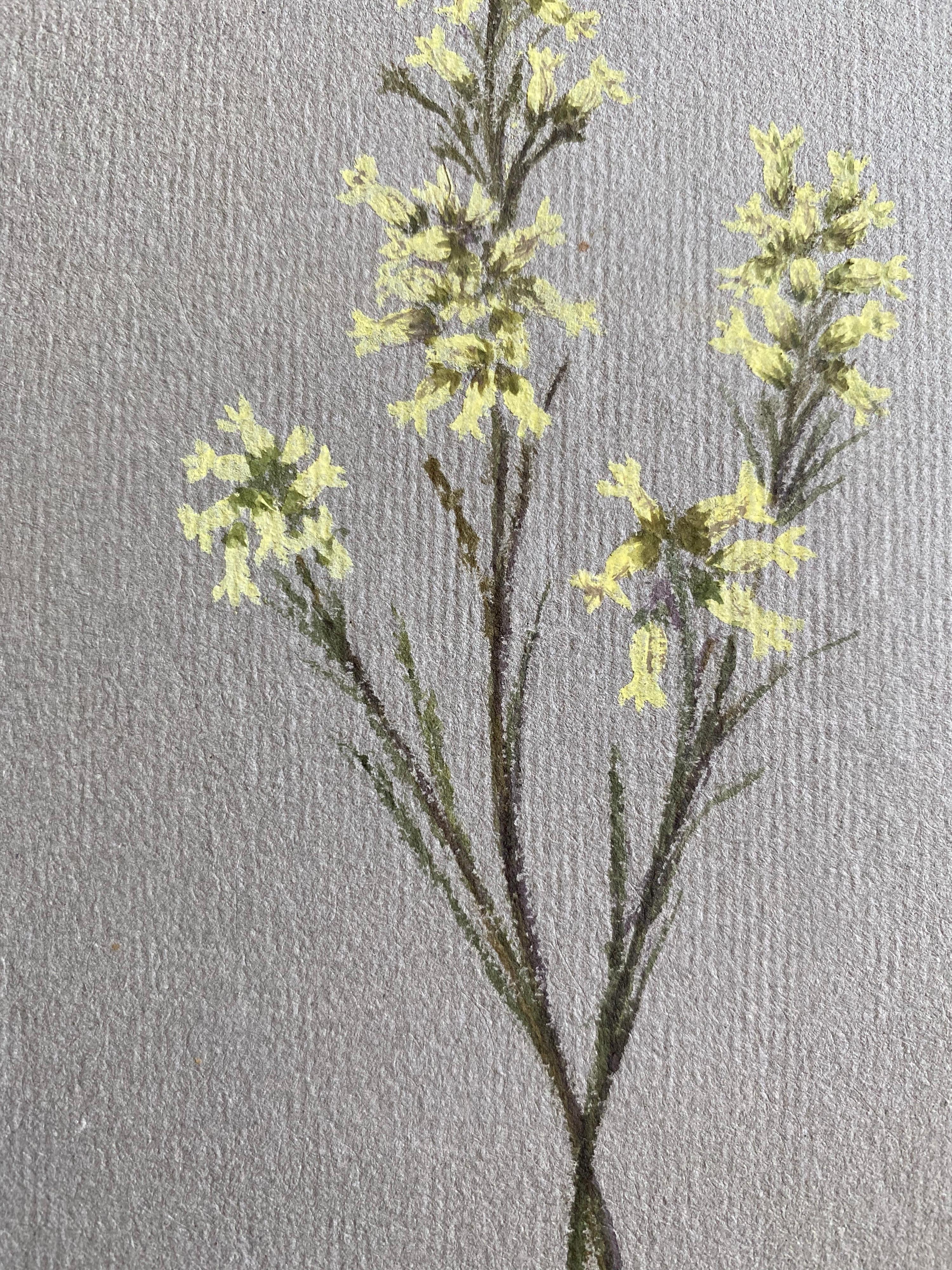 Fine Antique British Botannical Watercolour Painting, circa 1900's For Sale 1