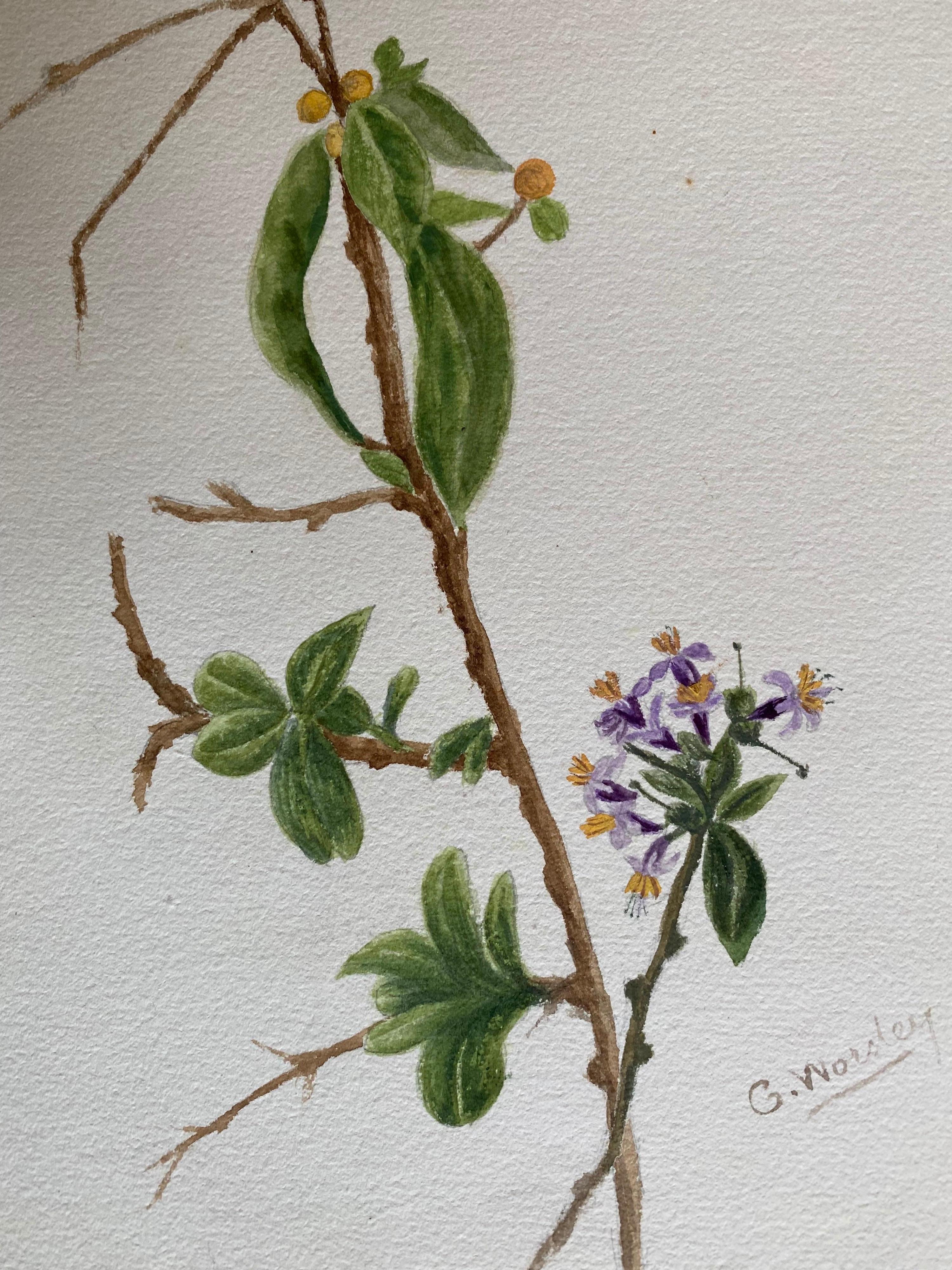 2 x Belle aquarelle botanique Antique British, circa 1900's - Art de Unknown