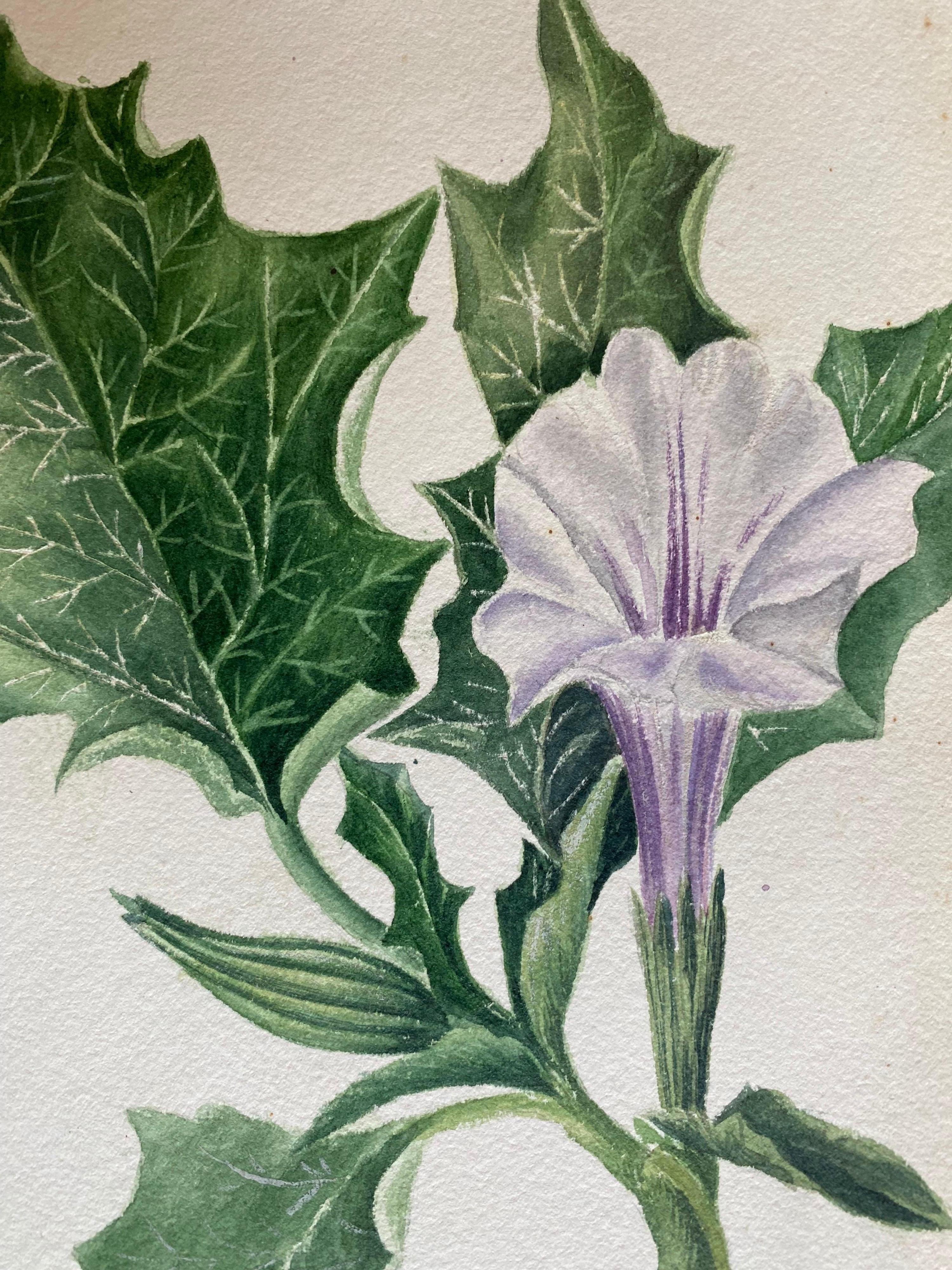 Deux très belles aquarelles botaniques anglaises anciennes représentant ces magnifiques représentations de fleurs/plantes. Les œuvres nous sont parvenues d'une collection privée du Surrey, en Angleterre, et faisaient partie d'un album d'œuvres