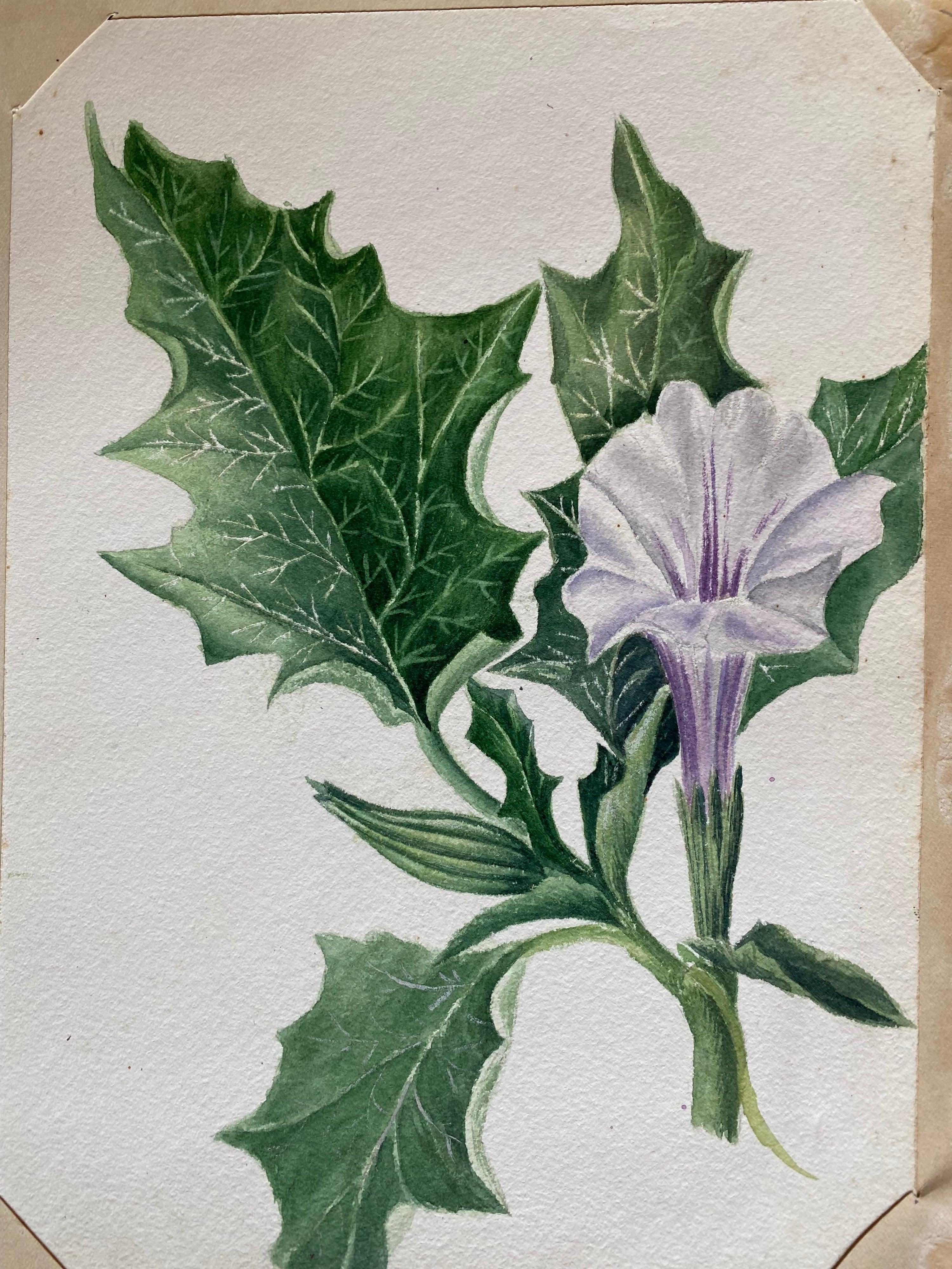 2 x Belle aquarelle botanique Antique British, circa 1900's - Gris Still-Life par Unknown