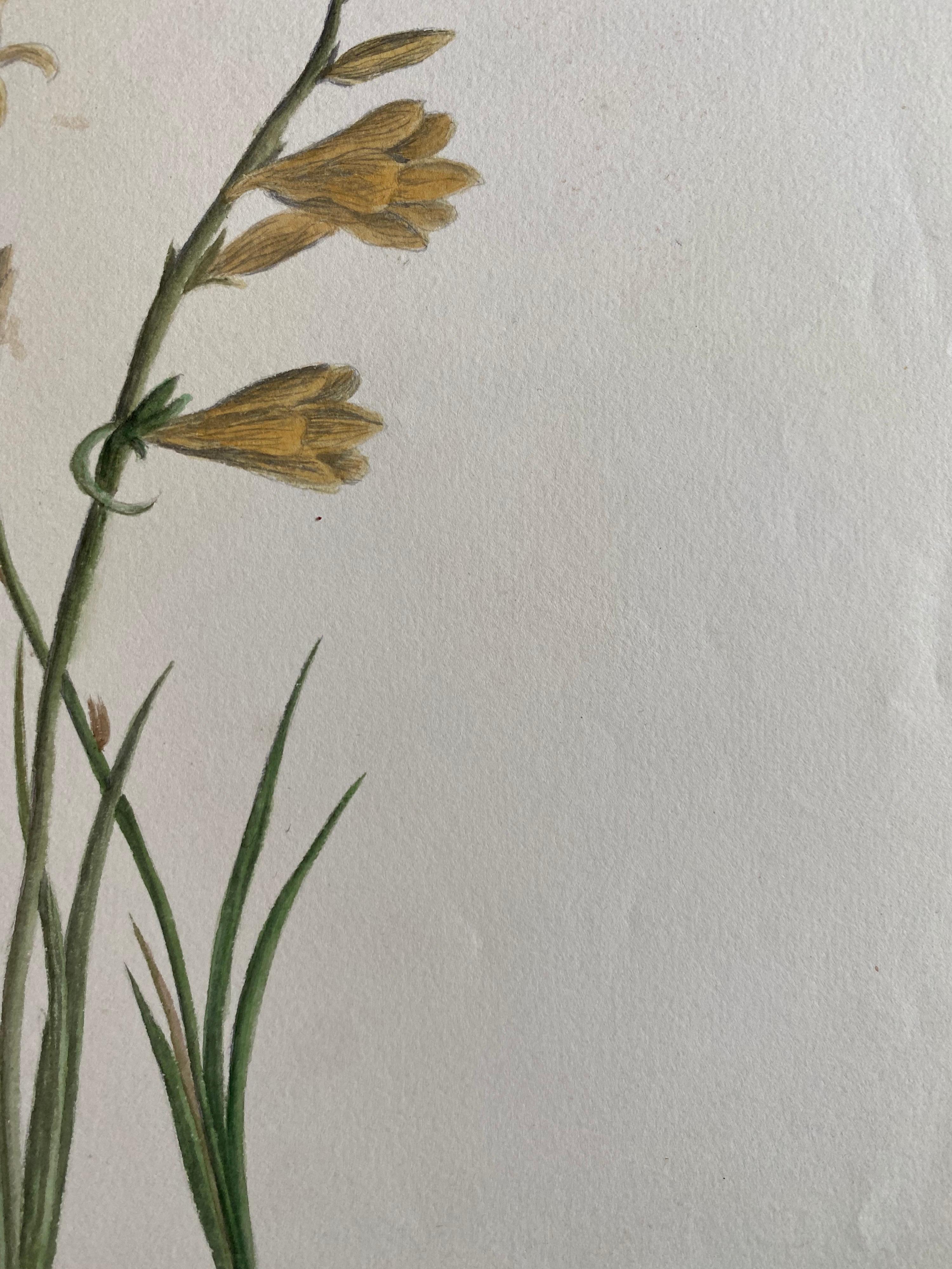 Belle aquarelle botanique britannique ancienne, vers 1900 - Gris Still-Life par Unknown