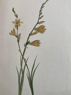 Fine Antique British Botannical Watercolour Painting, circa 1900's