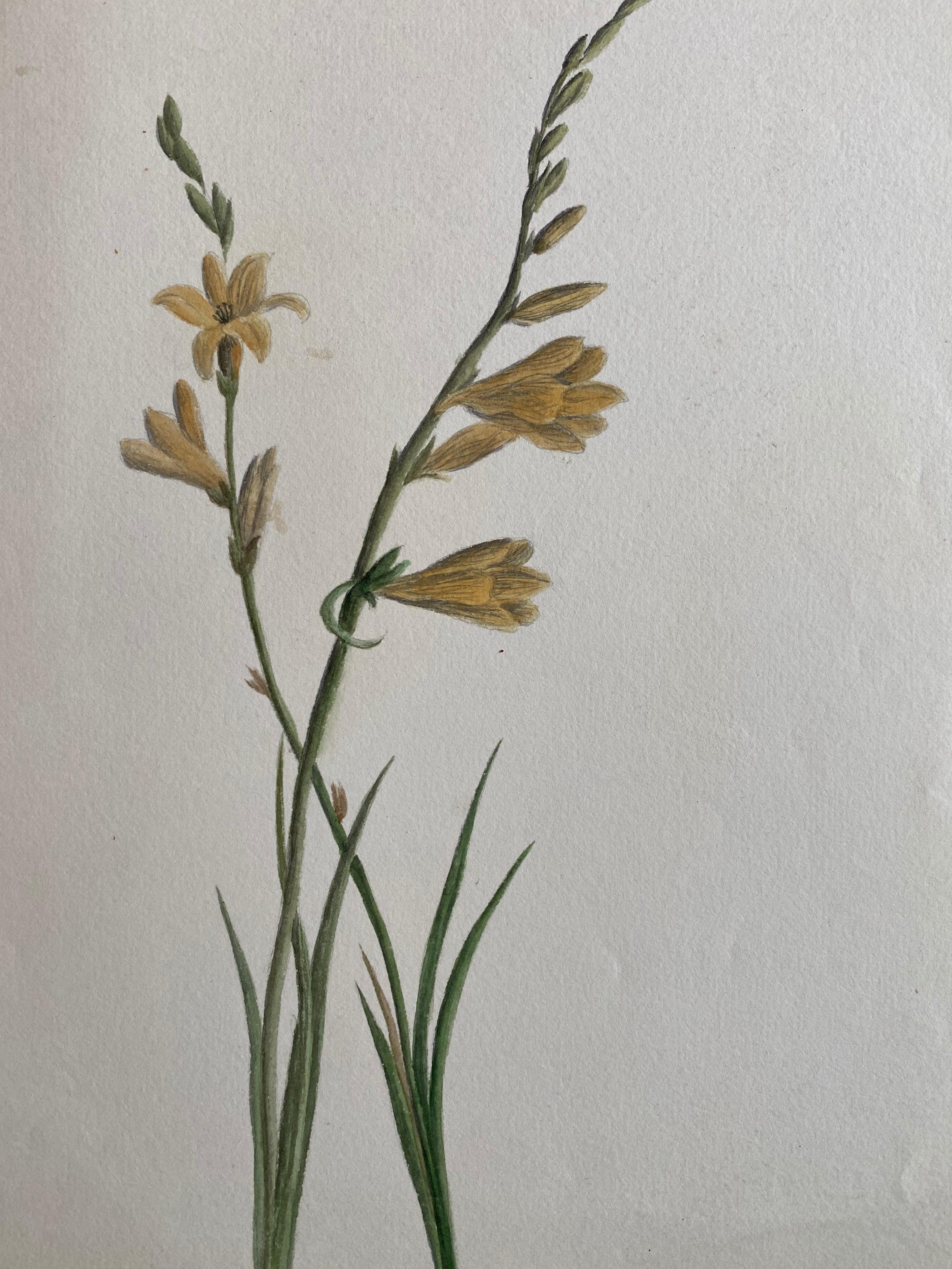 Une très belle aquarelle botanique anglaise ancienne représentant cette magnifique représentation d'une fleur/plante. L'œuvre nous est parvenue d'une collection privée du Surrey, en Angleterre, et faisait partie d'un album d'œuvres rassemblées par