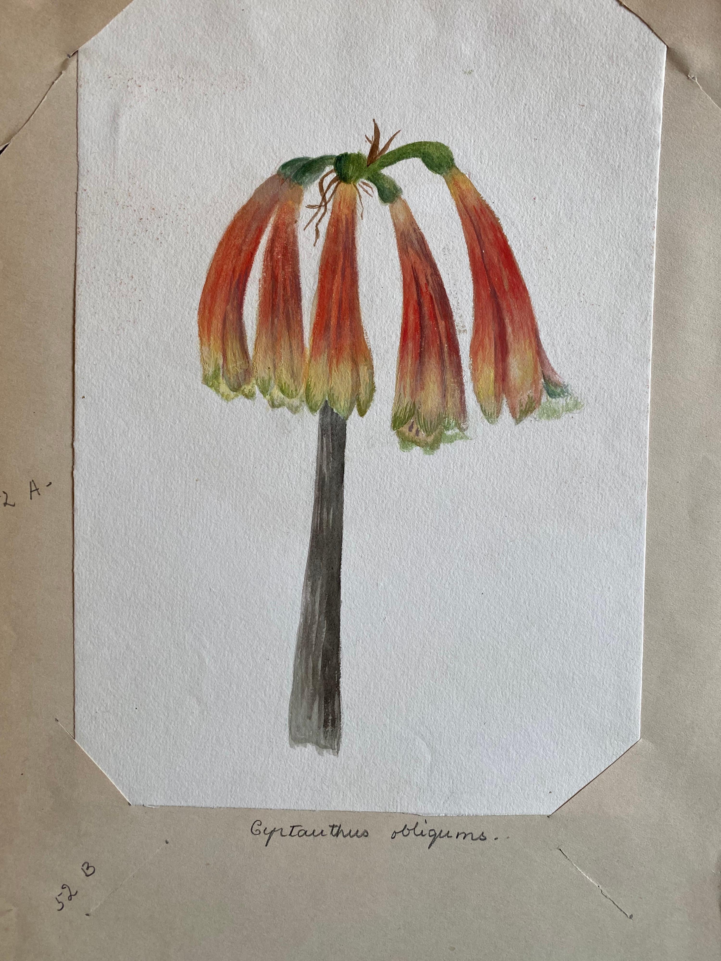 Belle aquarelle botanique britannique ancienne, vers 1900 - Victorien Art par Unknown