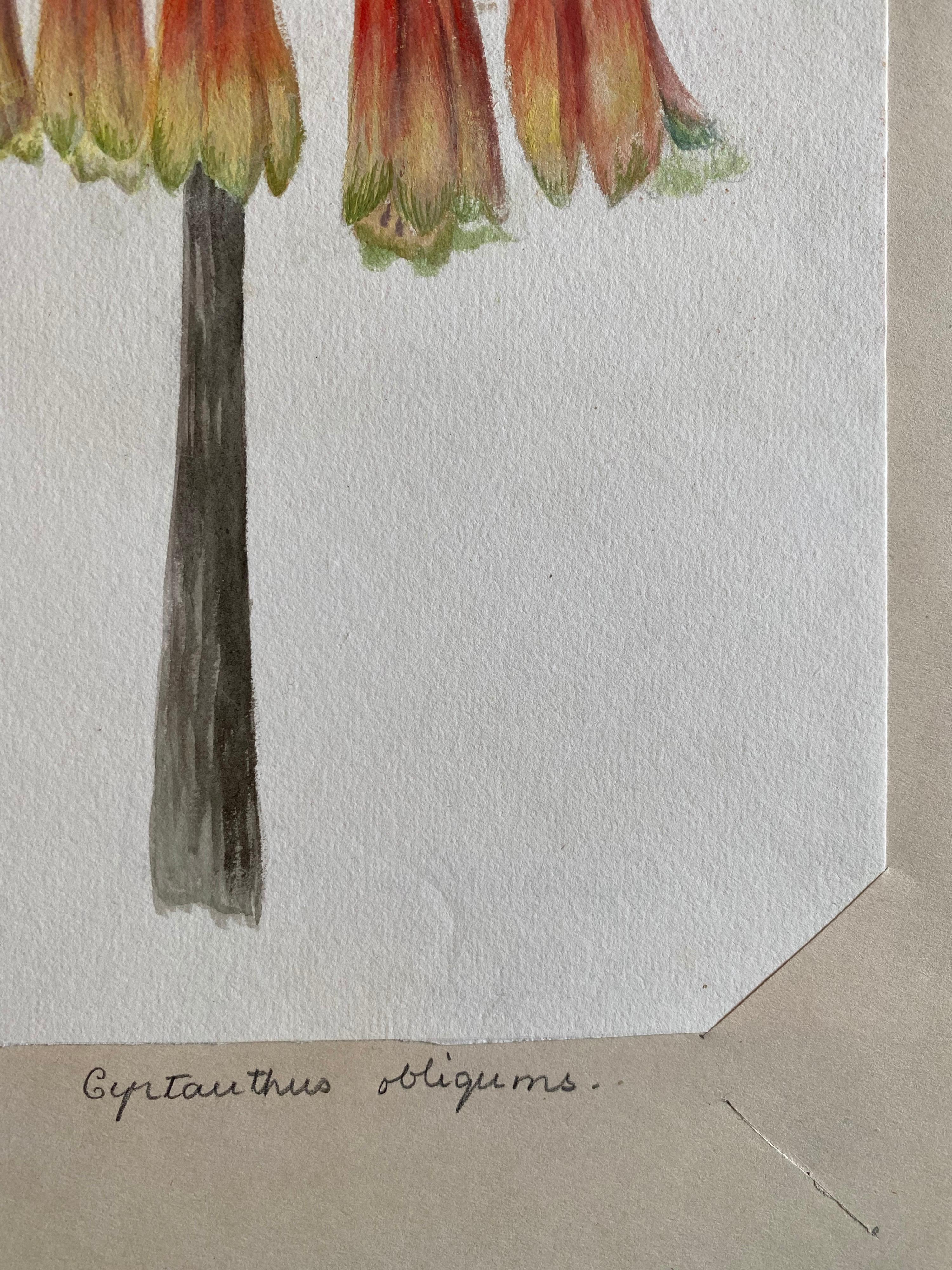 Belle aquarelle botanique britannique ancienne, vers 1900 - Gris Still-Life par Unknown