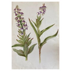 Belle aquarelle botanique britannique ancienne, vers 1900