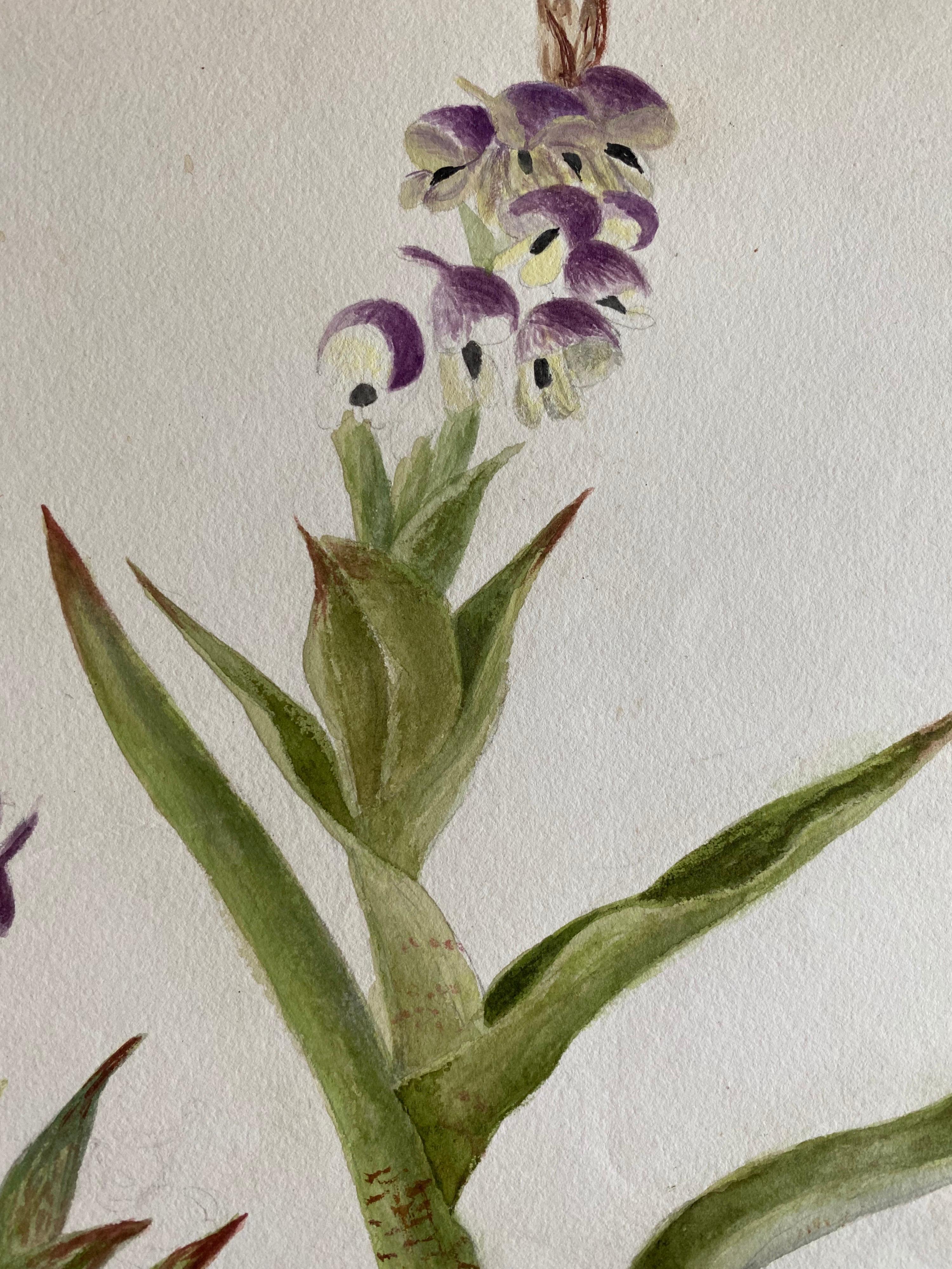 Belle aquarelle botanique britannique ancienne, vers 1900 - Victorien Art par Unknown