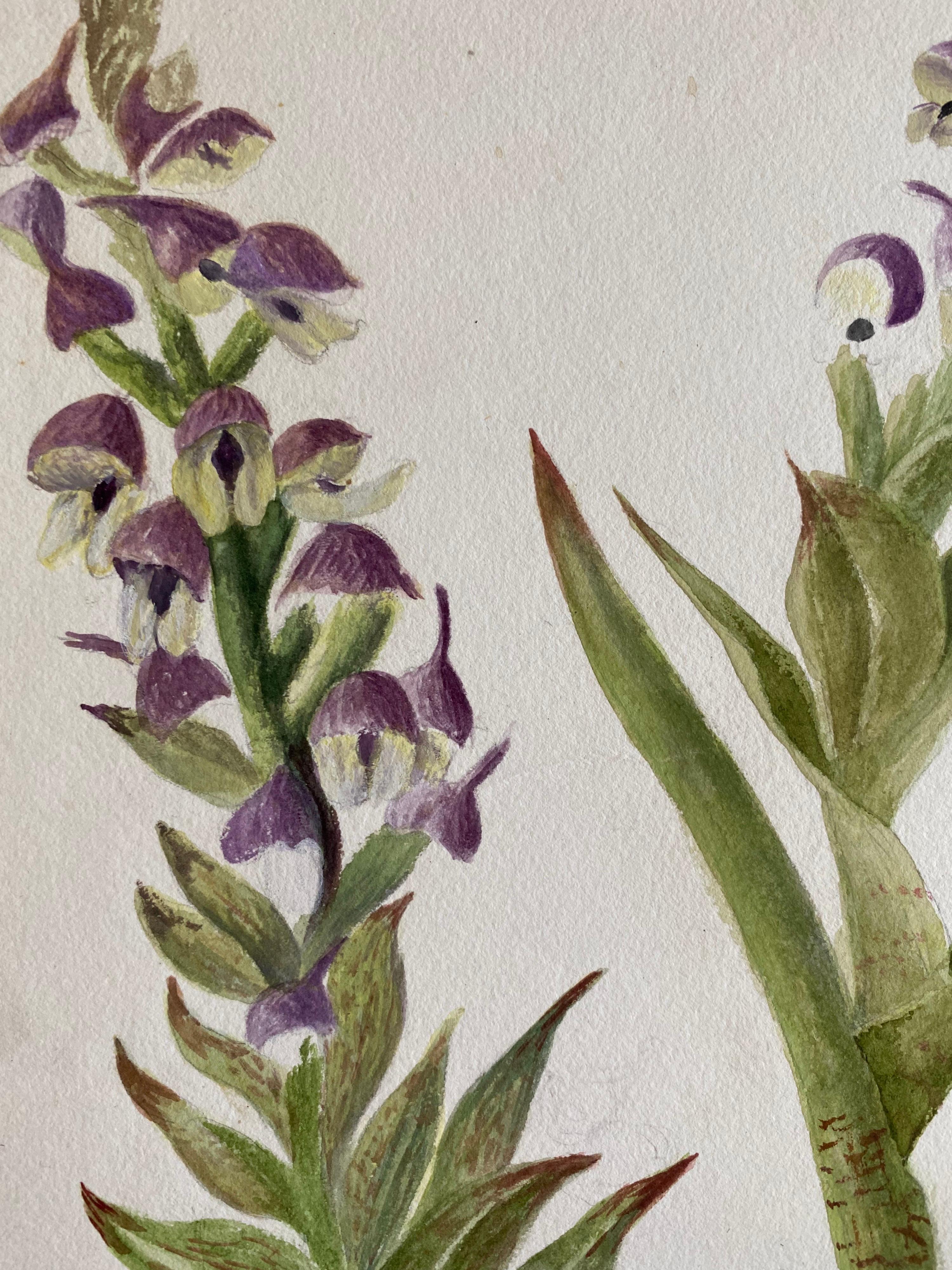 Belle aquarelle botanique britannique ancienne, vers 1900 - Gris Still-Life par Unknown