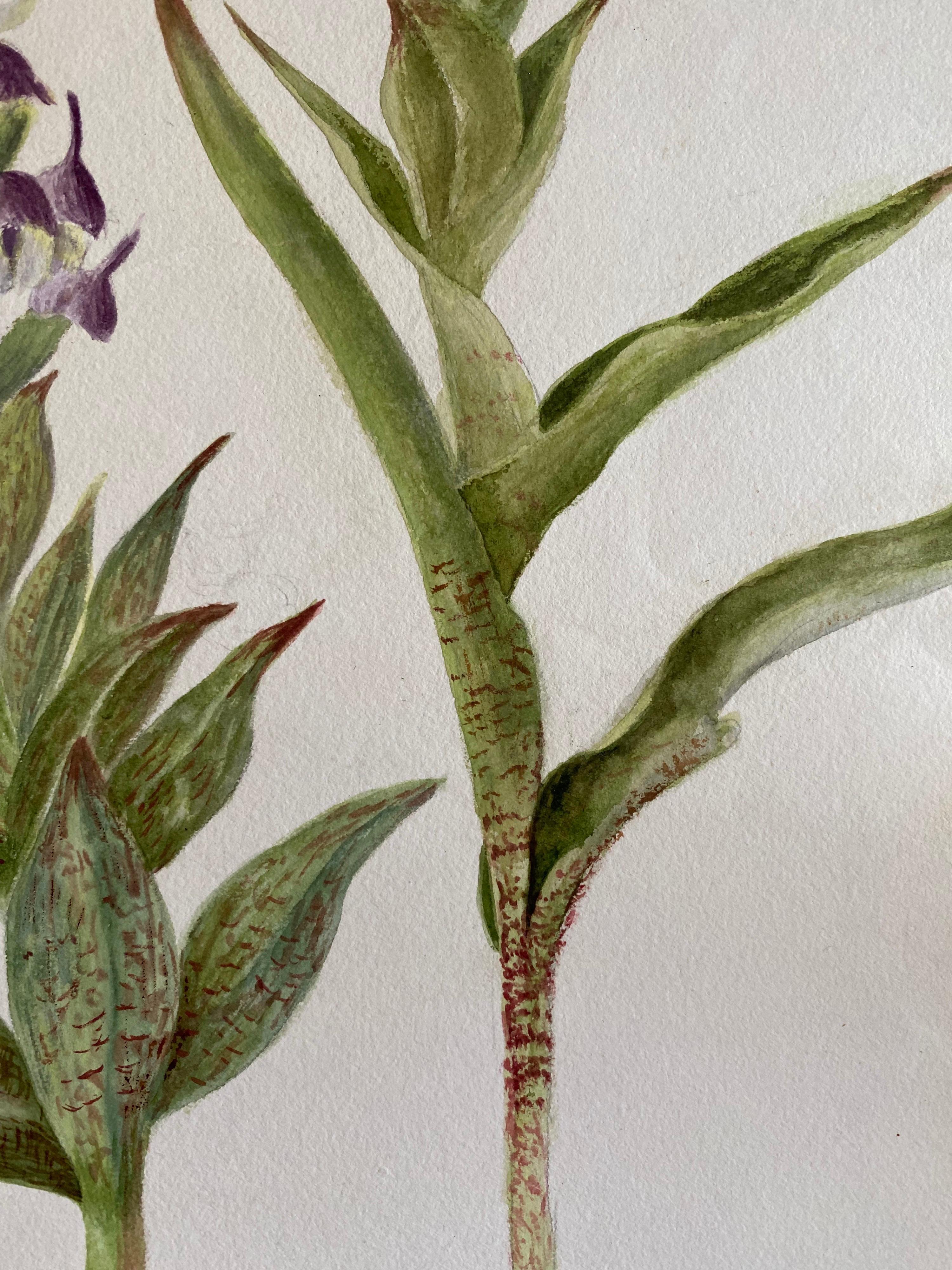 Belle aquarelle botanique britannique ancienne, vers 1900 en vente 1