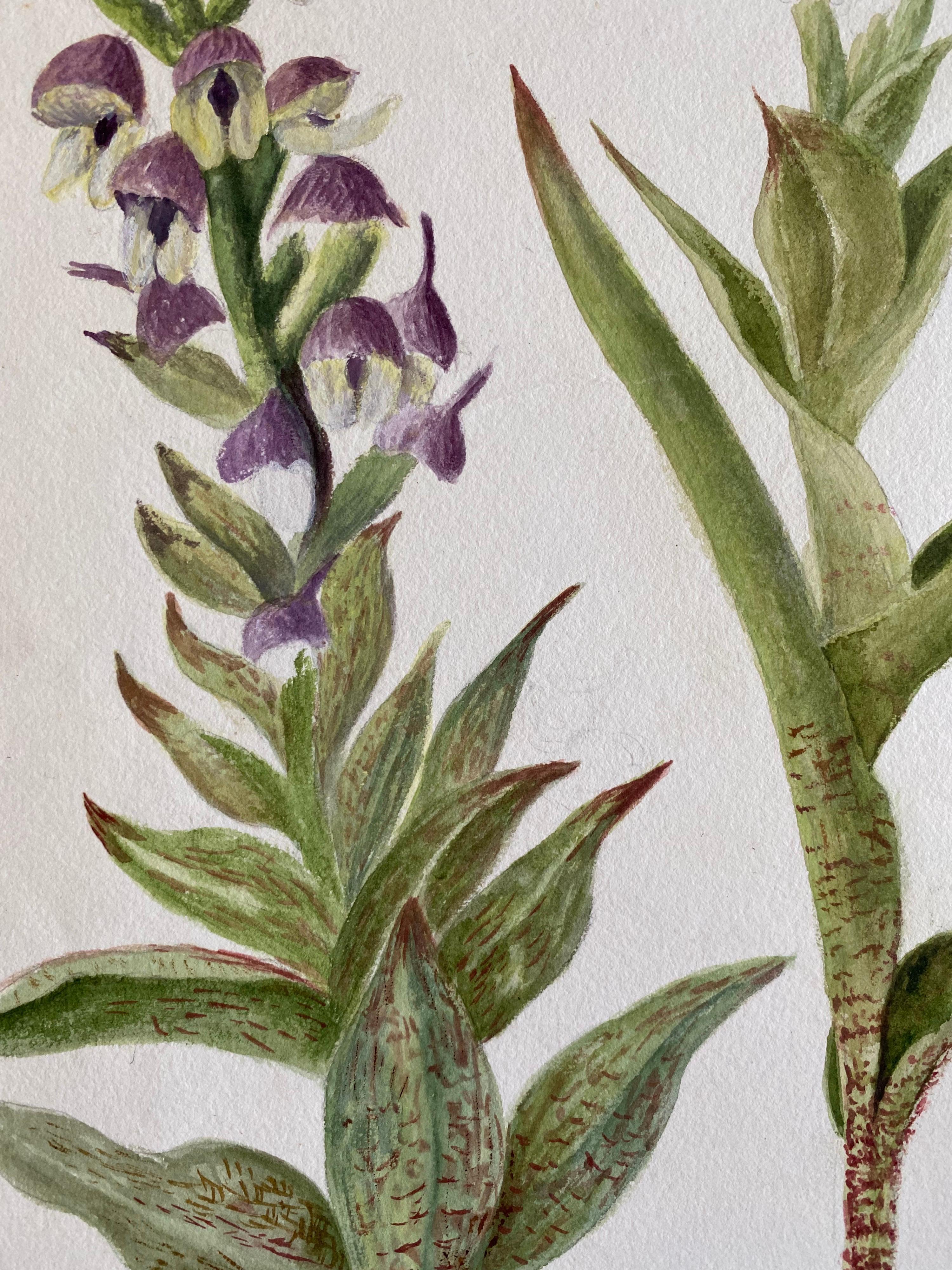Une très belle aquarelle botanique anglaise ancienne représentant cette magnifique représentation d'une fleur/plante. L'œuvre nous est parvenue d'une collection privée du Surrey, en Angleterre, et faisait partie d'un album d'œuvres rassemblées par