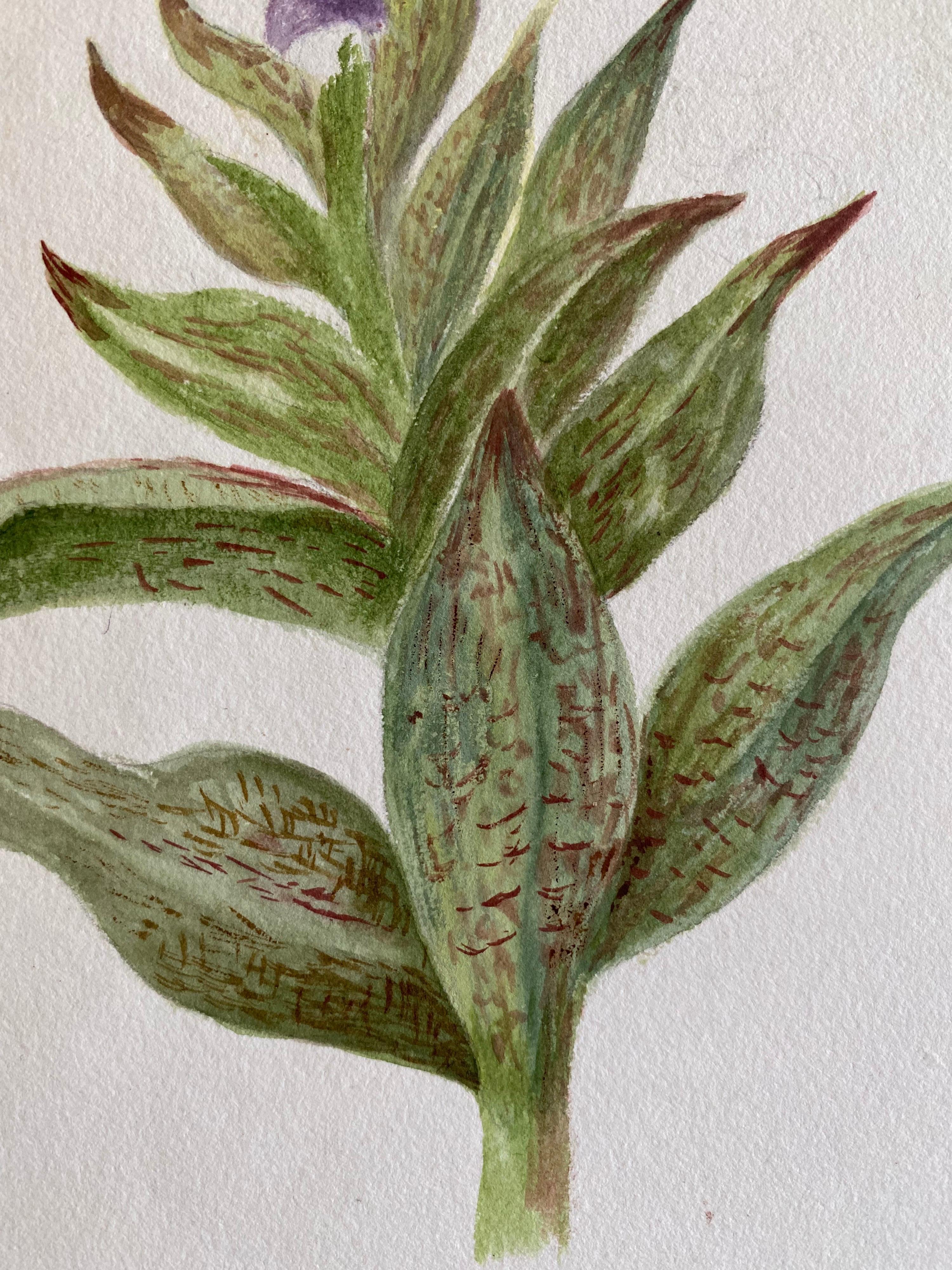 Belle aquarelle botanique britannique ancienne, vers 1900 en vente 2