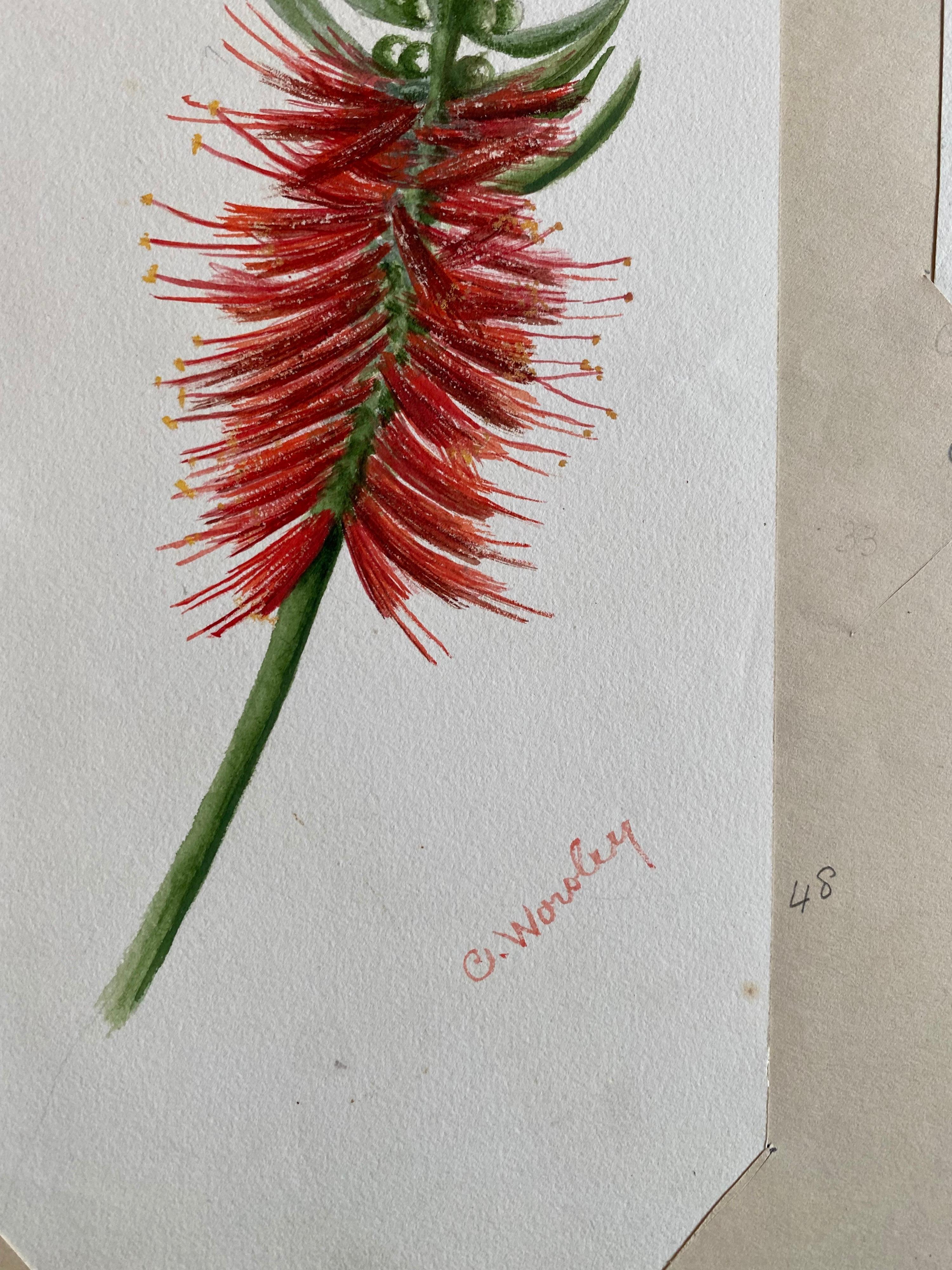 Two very fine original antique English botanical watercolour paintings depicting this beautiful depiction of a flower/ plant. The work came to us from a private collection in Surrey, England and had been part of an album of works assembled by the