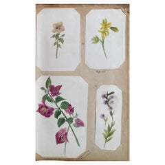 4x Belle aquarelle botanique Antique British, circa 1900's