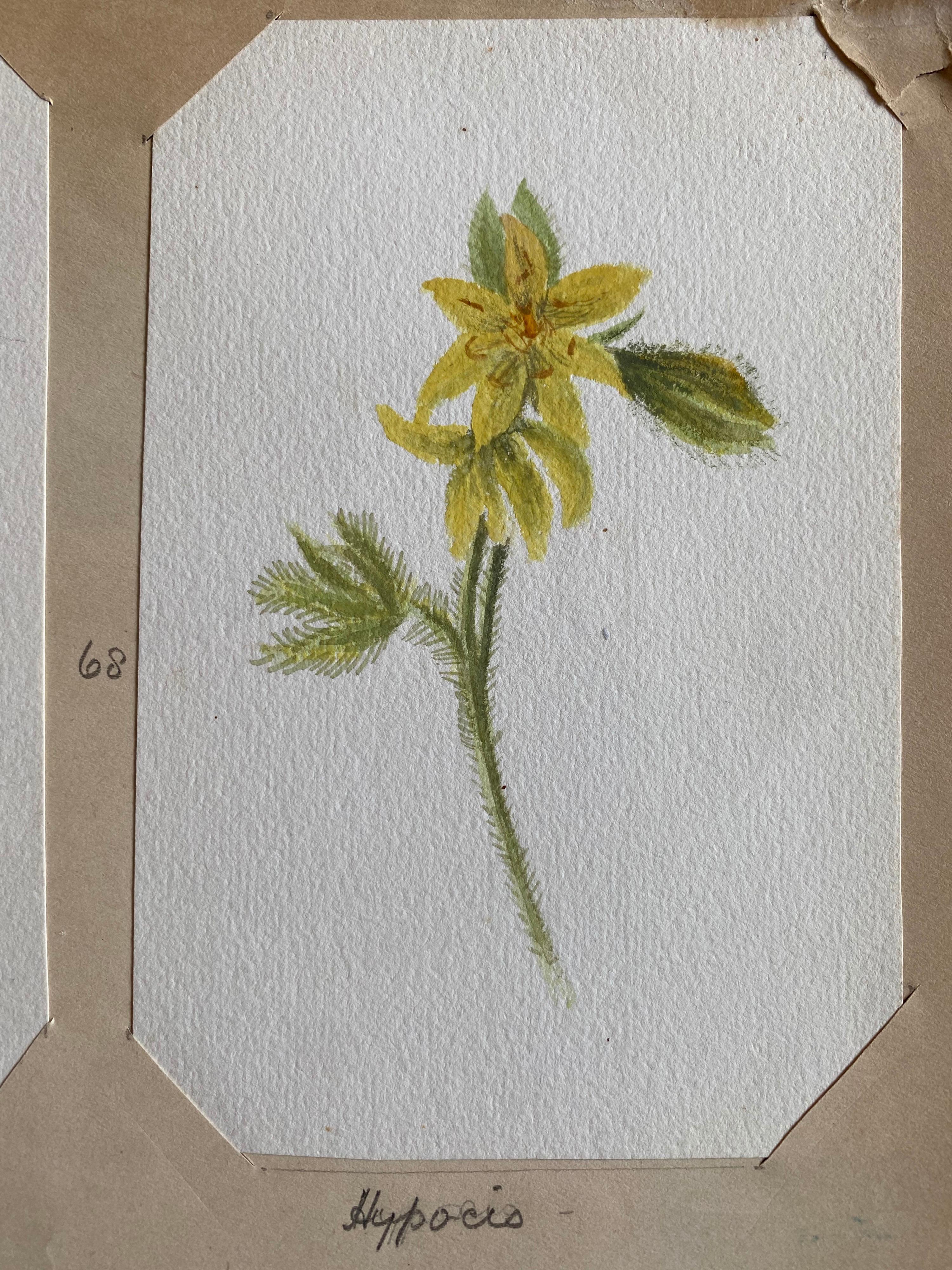 4x Fine Antique British Botannical Watercolour Painting, circa 1900's - Victorian Art by Unknown