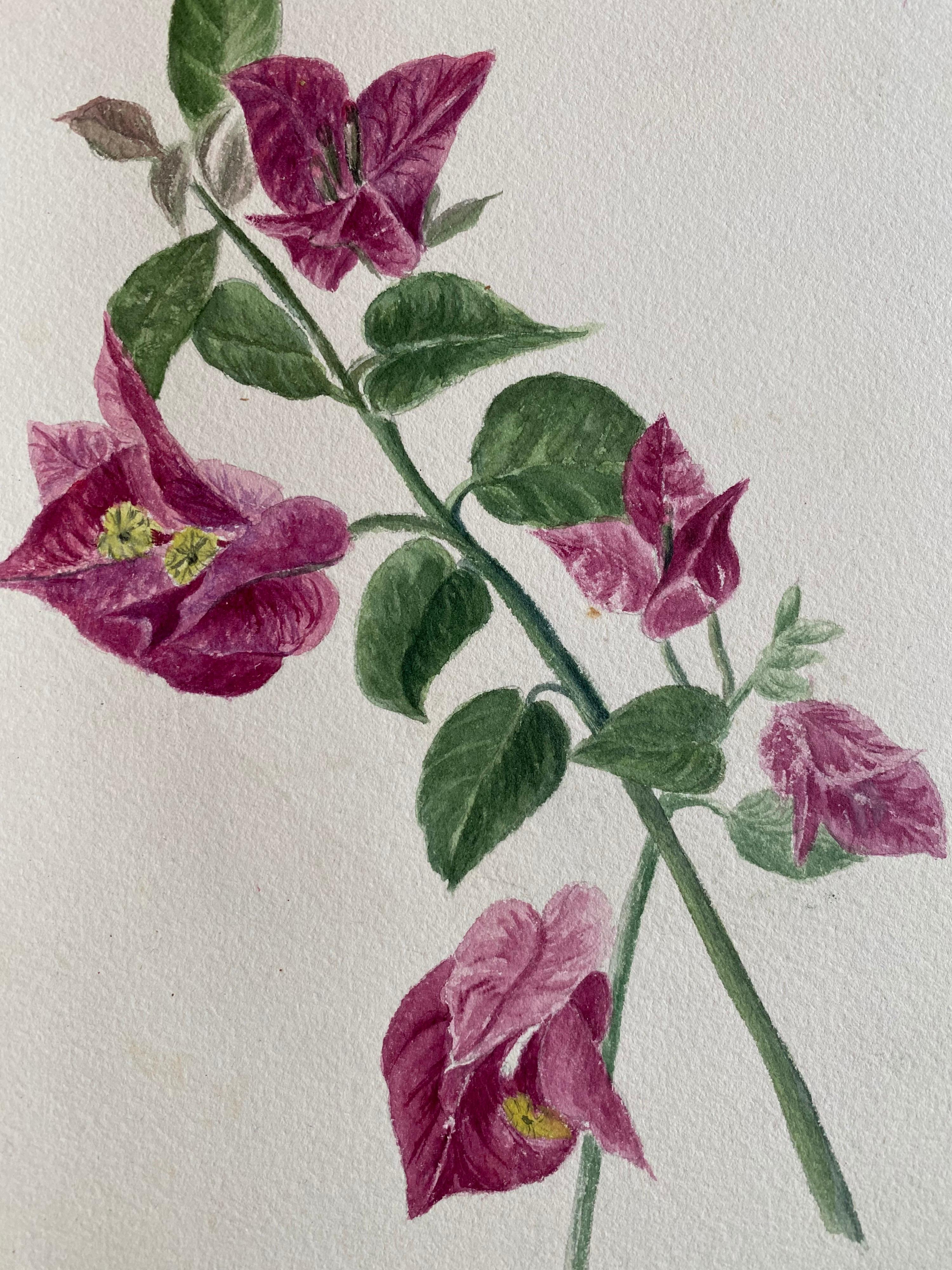 Set of four very fine original antique English botanical watercolour paintings depicting this beautiful depiction of a flower/ plant. The work came to us from a private collection in Surrey, England and had been part of an album of works assembled