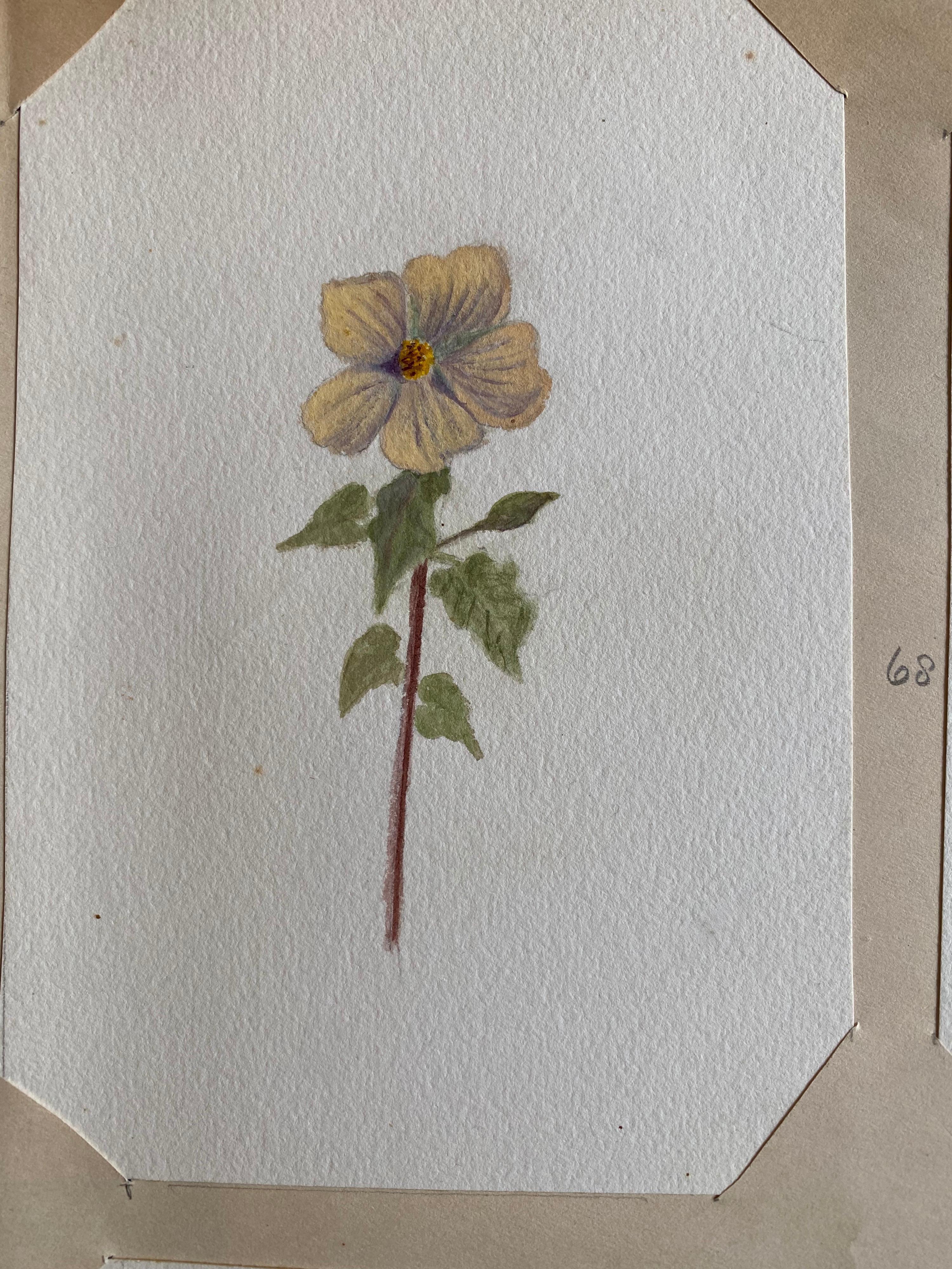 4x Fine Antique British Botannical Watercolour Painting, circa 1900's - Gray Still-Life by Unknown
