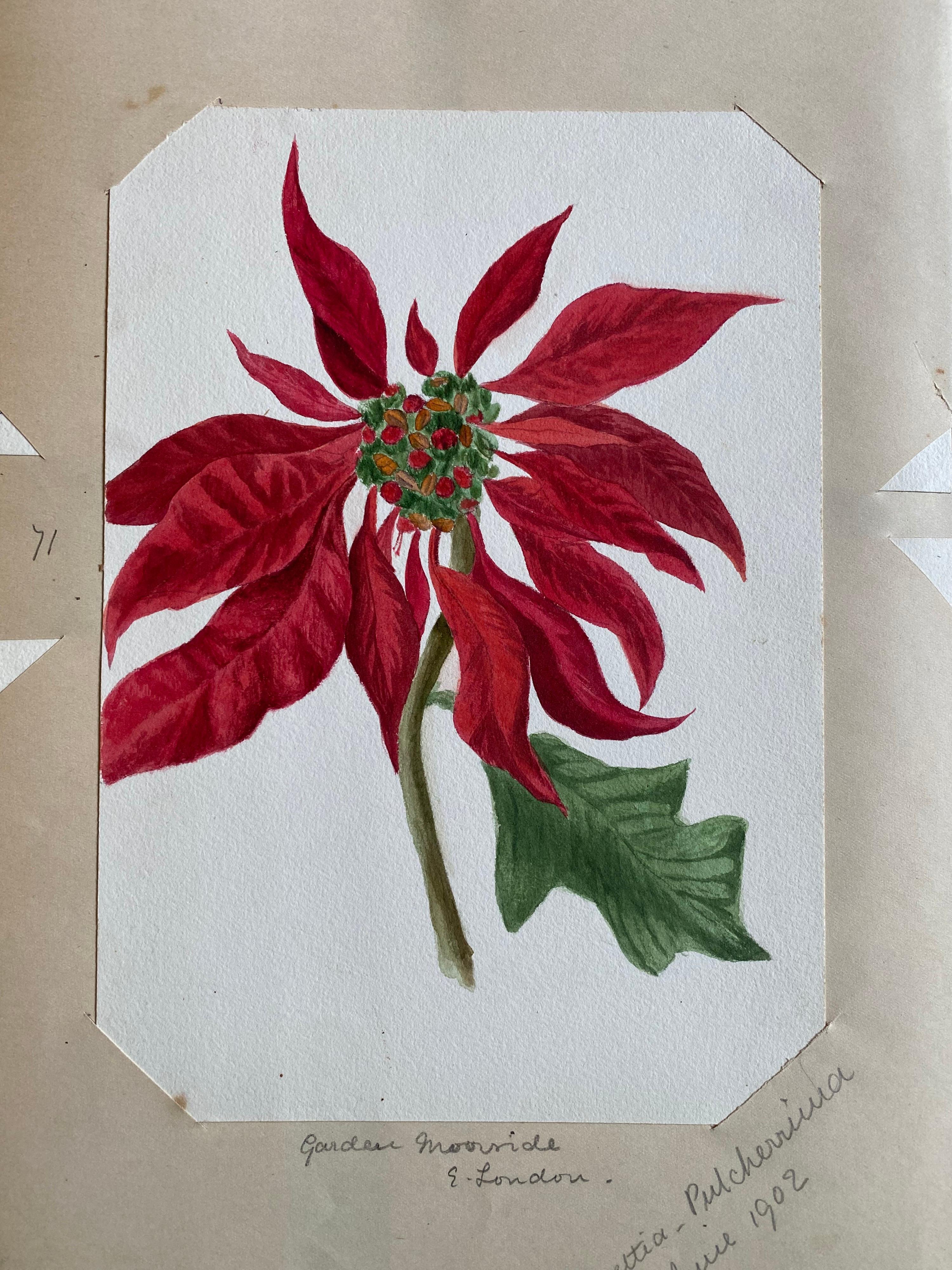 4x Fine Antique British Botannical Watercolour Painting, circa 1900's For Sale 2