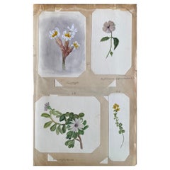 4 belles aquarelles botaniques britanniques anciennes, vers 1900