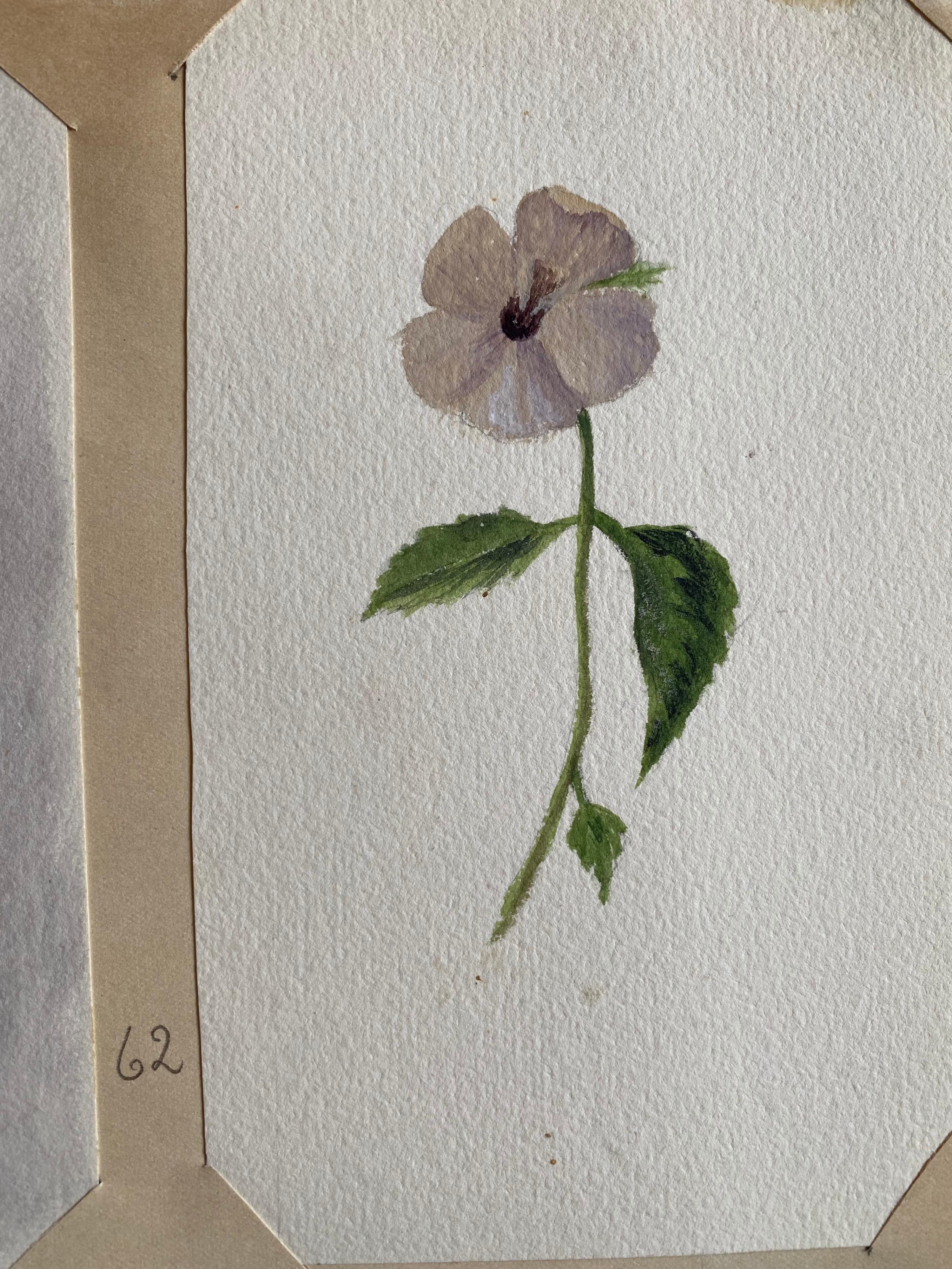 4 belles aquarelles botaniques britanniques anciennes, vers 1900 - Gris Still-Life par Unknown