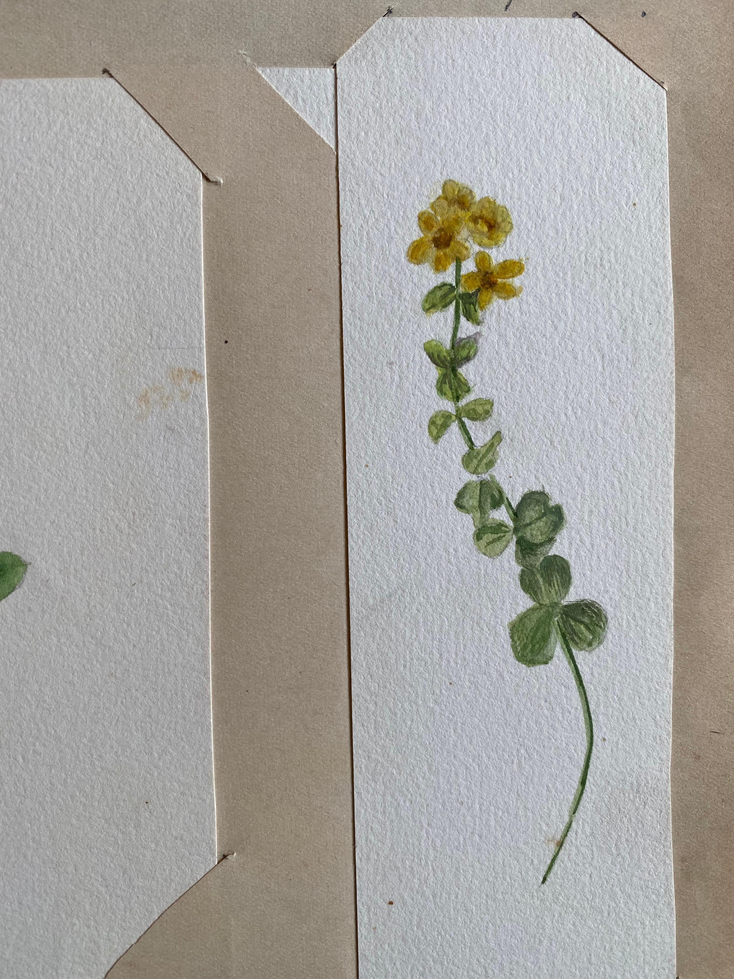 Ensemble de quatre très belles aquarelles botaniques anglaises anciennes représentant cette magnifique représentation d'une fleur/plante. L'œuvre nous est parvenue d'une collection privée du Surrey, en Angleterre, et faisait partie d'un album