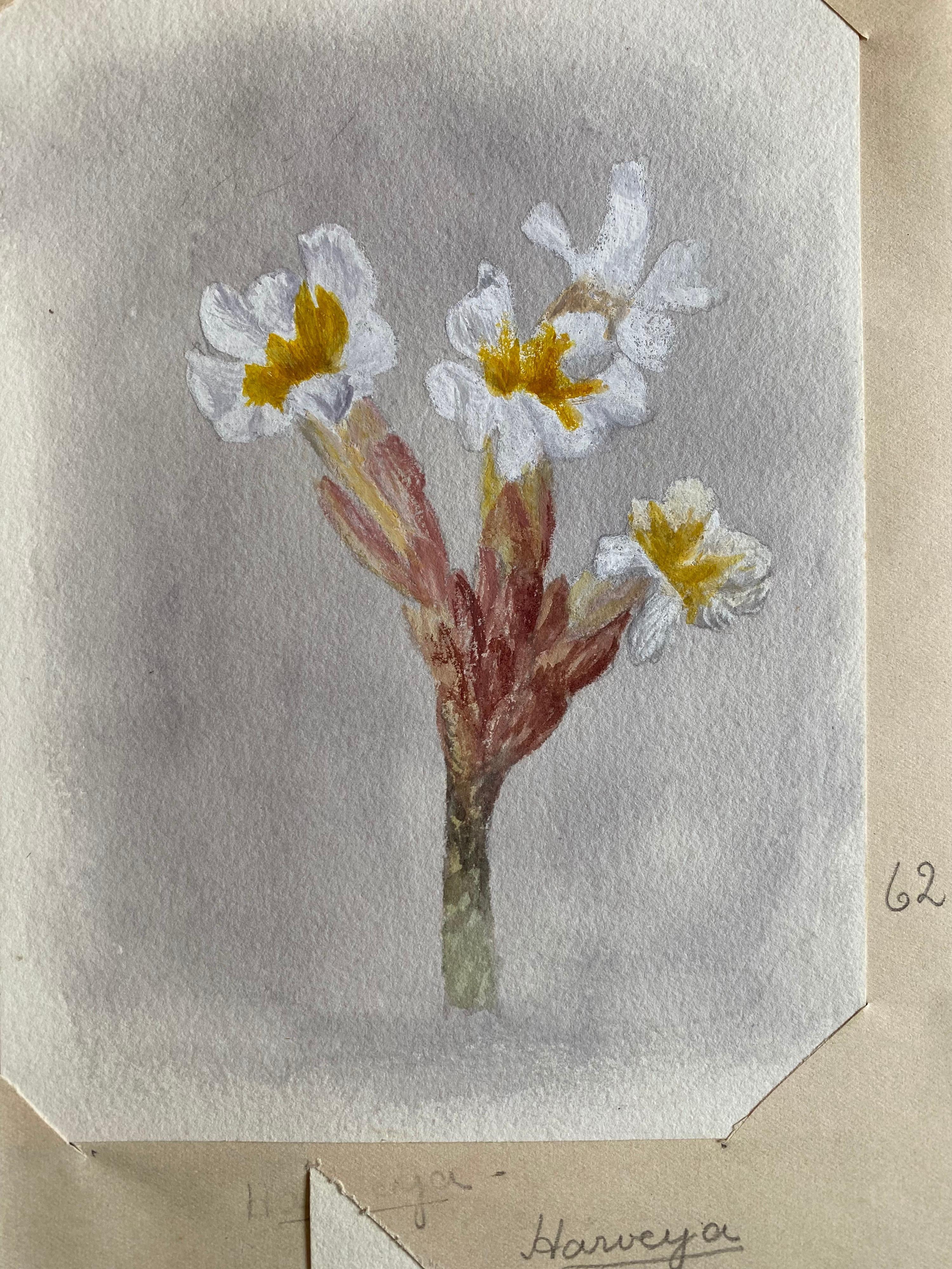 4 belles aquarelles botaniques britanniques anciennes, vers 1900 - Victorien Art par Unknown