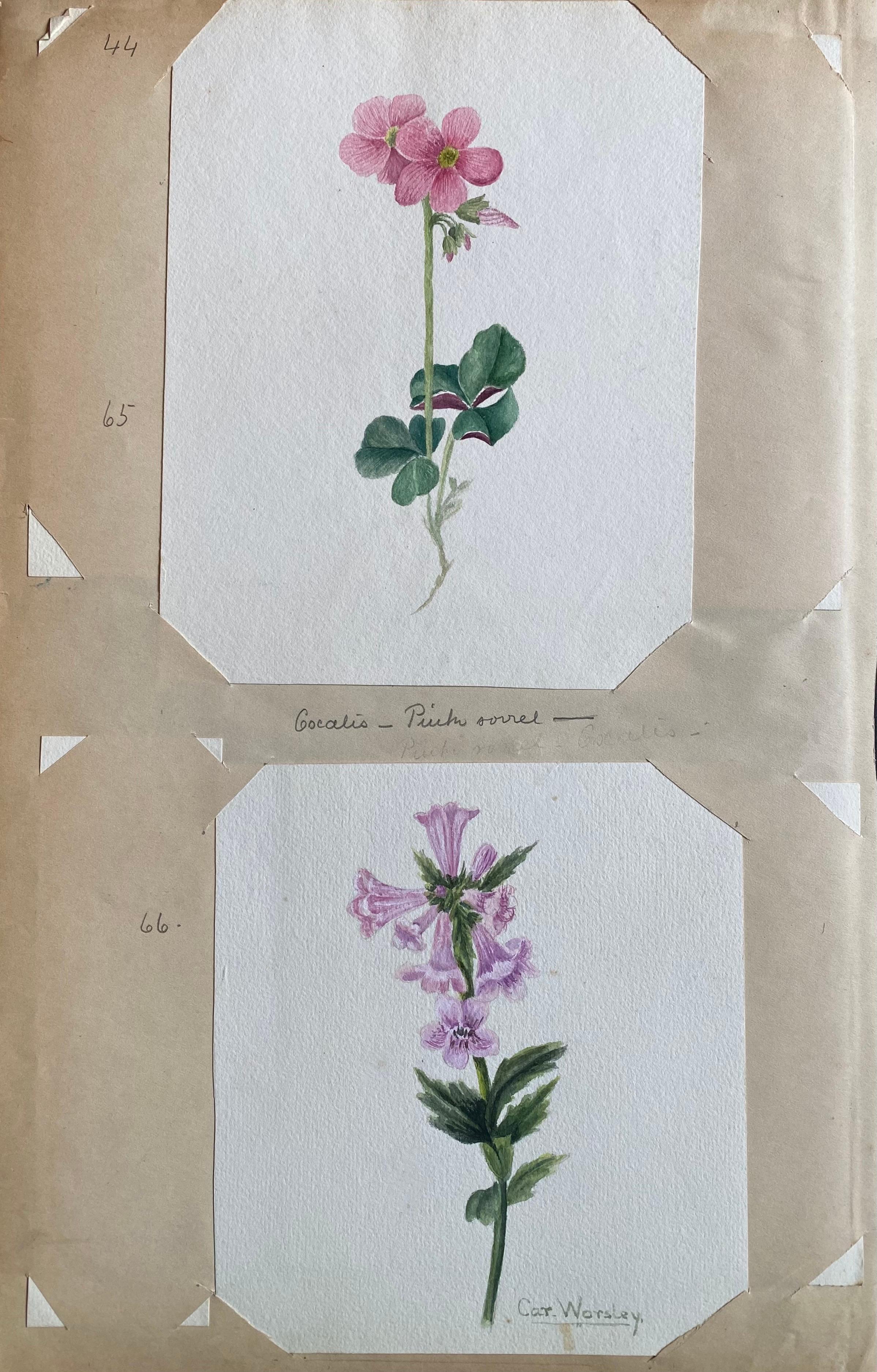 4 belles aquarelles botaniques britanniques anciennes, vers 1900 en vente 4