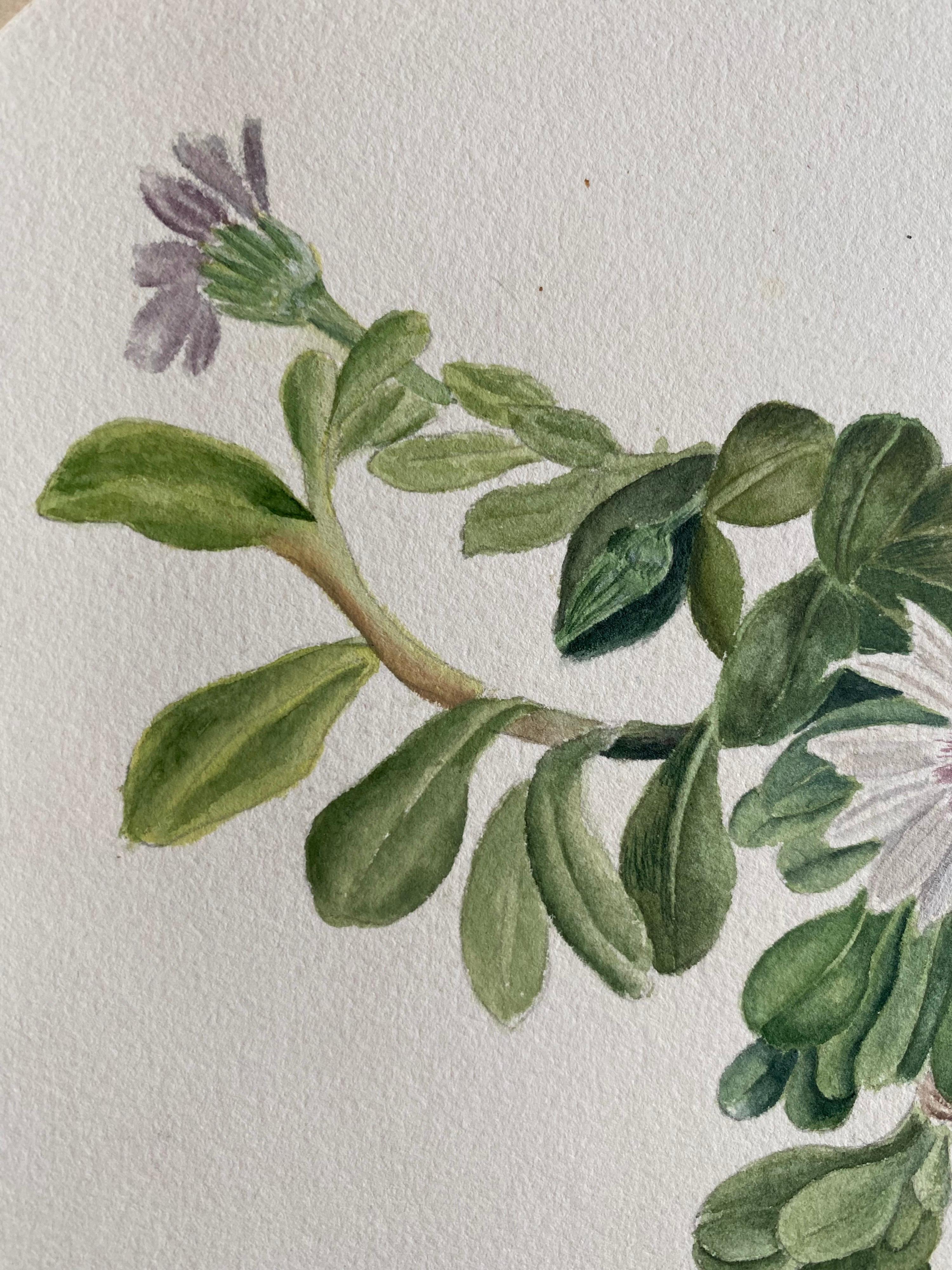 4 belles aquarelles botaniques britanniques anciennes, vers 1900 en vente 1