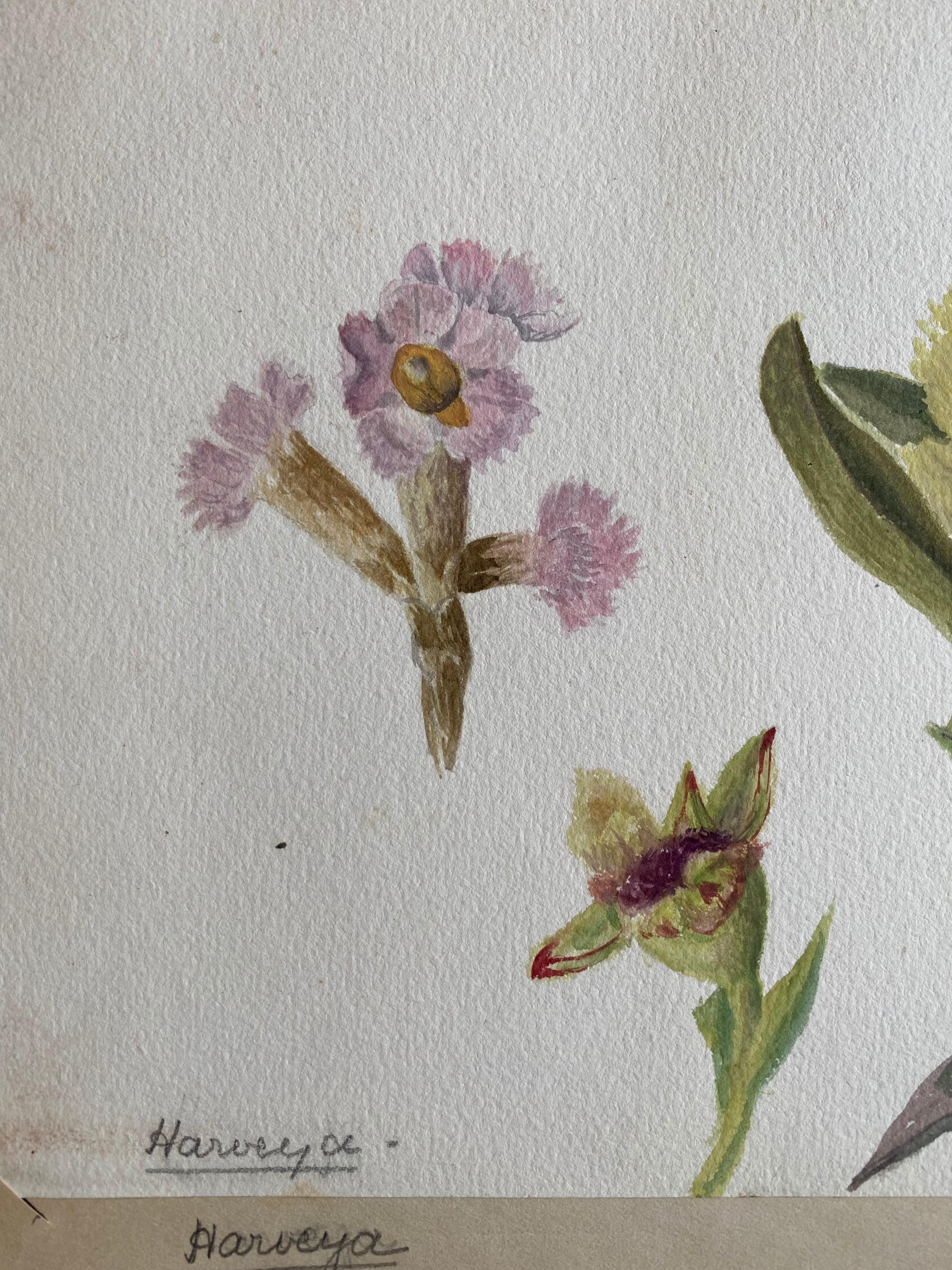 Ensemble de deux aquarelles botaniques britanniques anciennes, vers 1900 - Gris Still-Life par Unknown