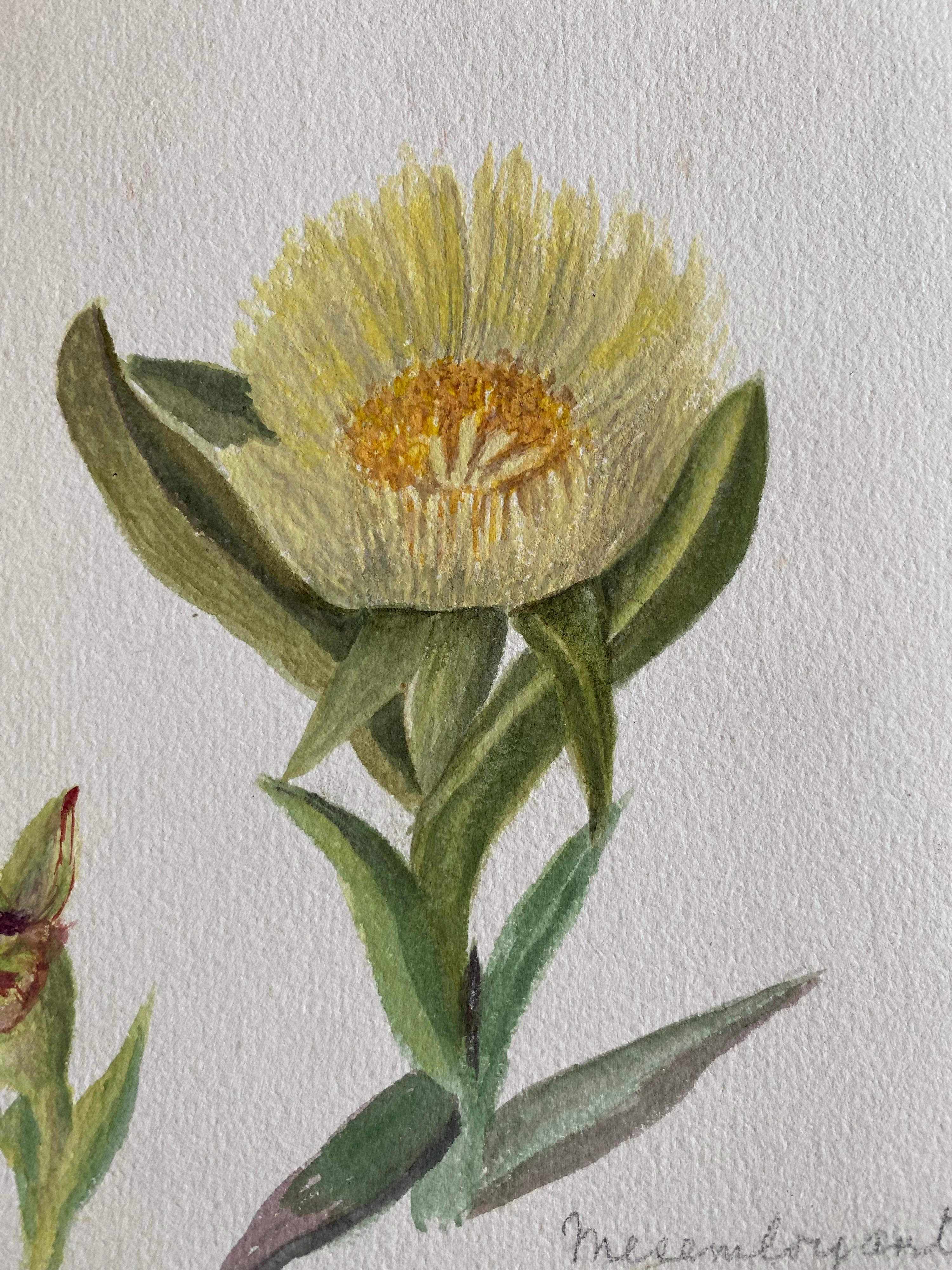 Deux très belles aquarelles botaniques anglaises anciennes représentant cette magnifique représentation d'une fleur/plante. L'œuvre nous est parvenue d'une collection privée du Surrey, en Angleterre, et faisait partie d'un album d'œuvres rassemblées