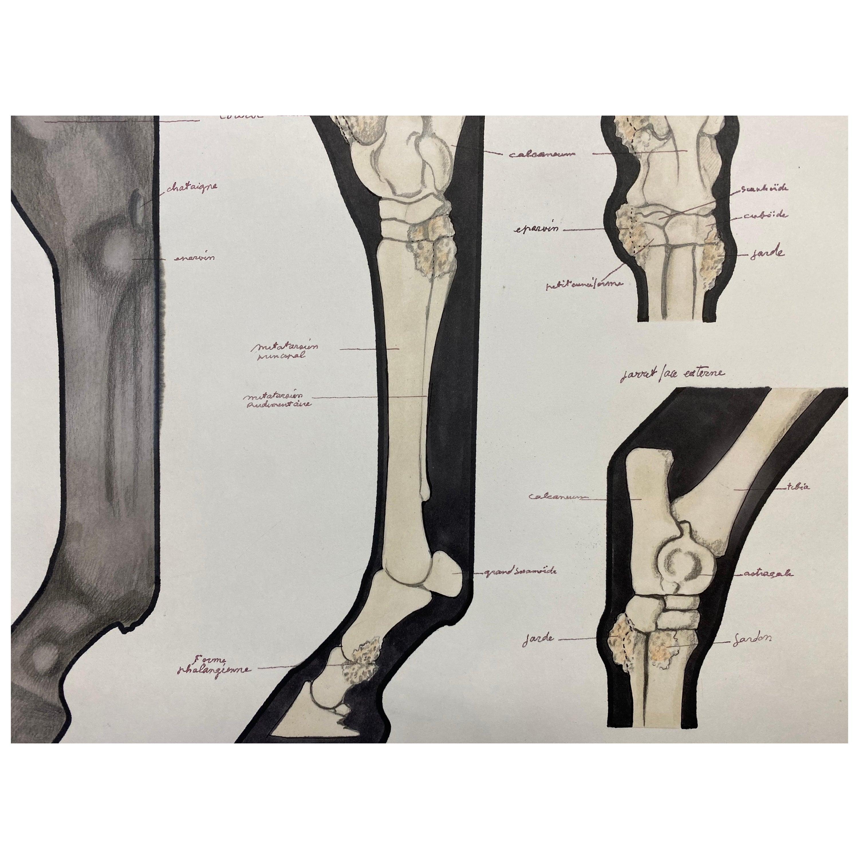 Abstract Drawing di Robert Ladou - Disegno di anatomia di un cavallo, opera d'arte originale francese Studio di anatomia equestre