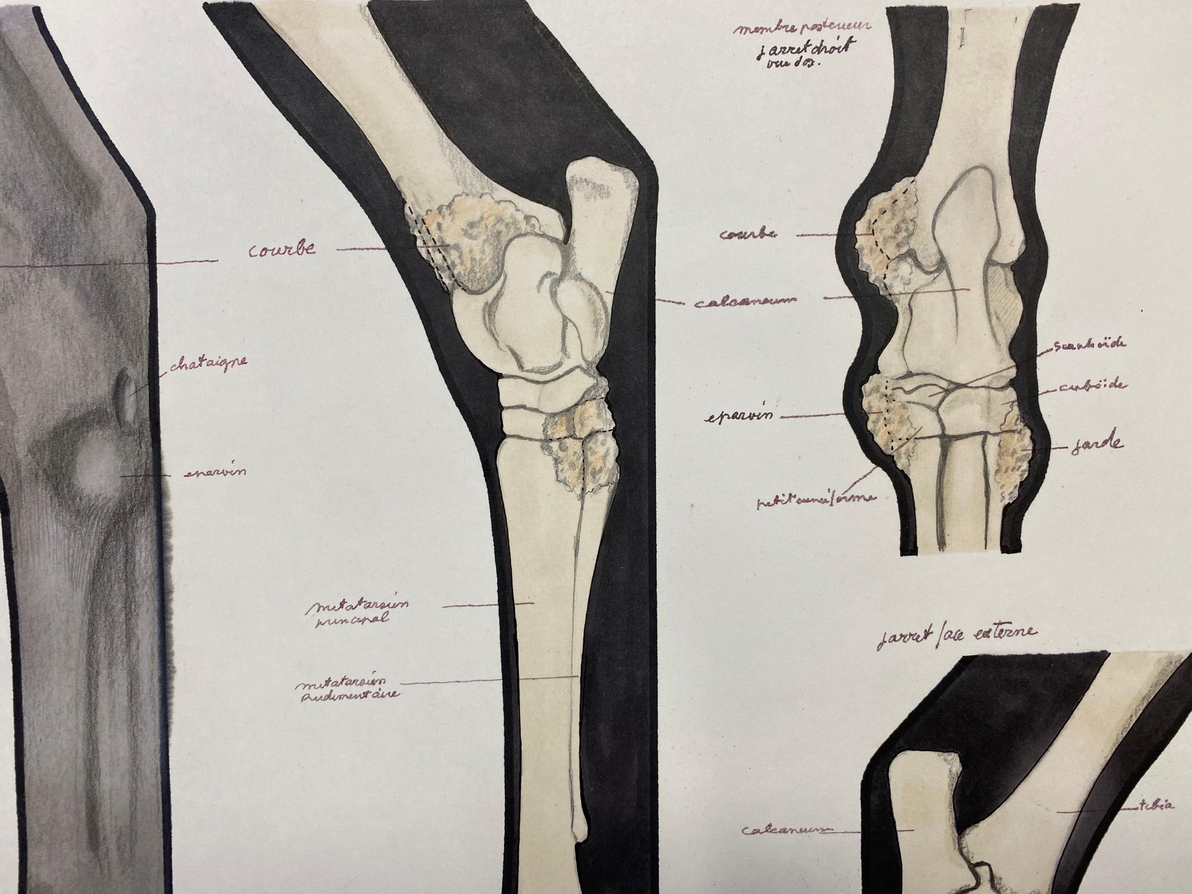 L'anatomia di un cavallo
di Robert Ladou (francese, 1929-2014)
disegno originale incollato su cartoncino in una cartella blu/ carta spessa, non incorniciato
disegno: 11,75 x 14,5 pollici
dimensioni complessive: 19,75 x 12,75 pollici
condizioni: