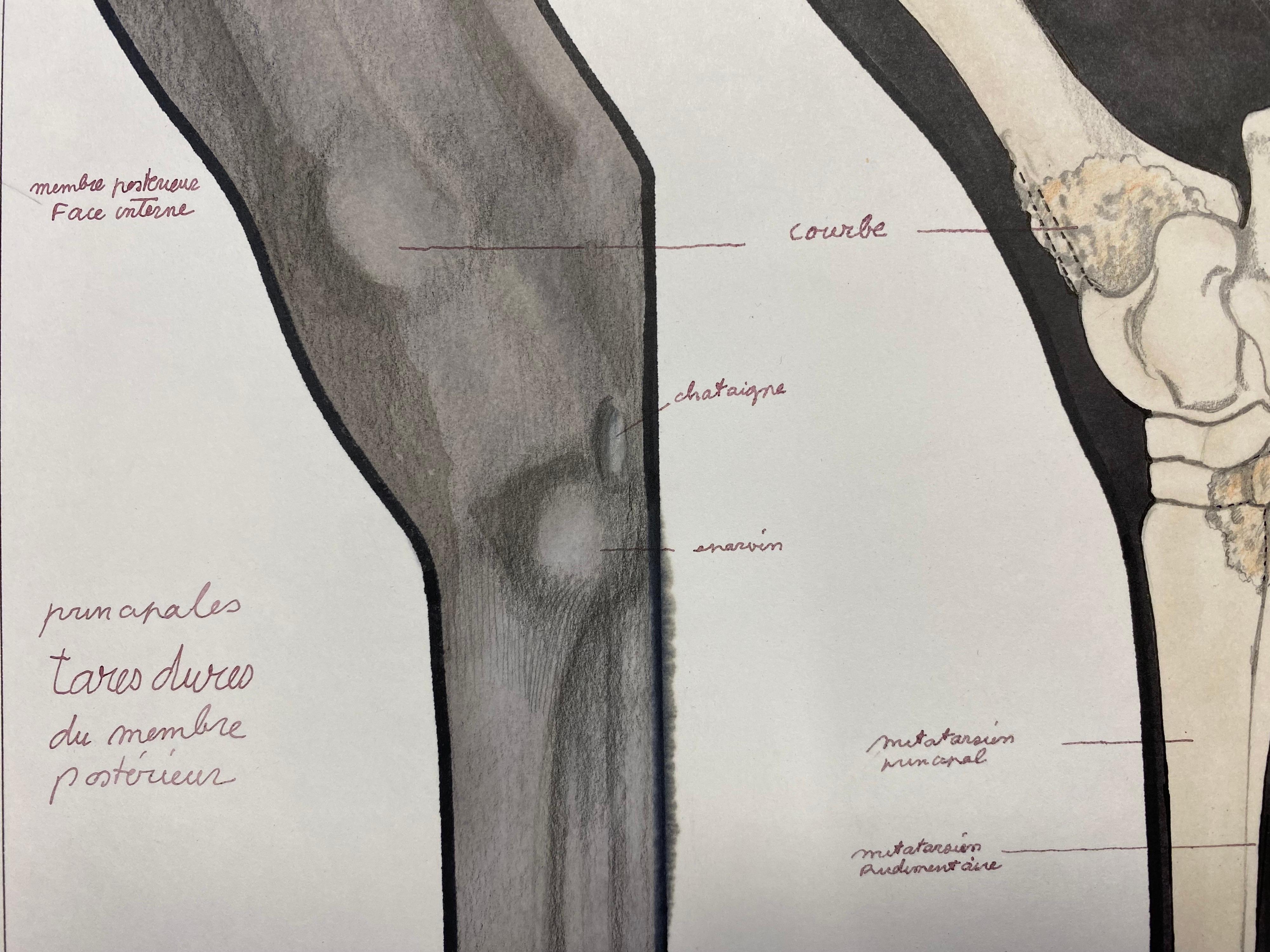 Disegno di anatomia di un cavallo, opera d'arte originale francese Studio di anatomia equestre in vendita 1