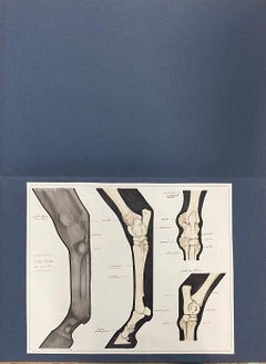 Anatomy Drawing of a Horse, Original French Artwork Equestrian Anatomy Study