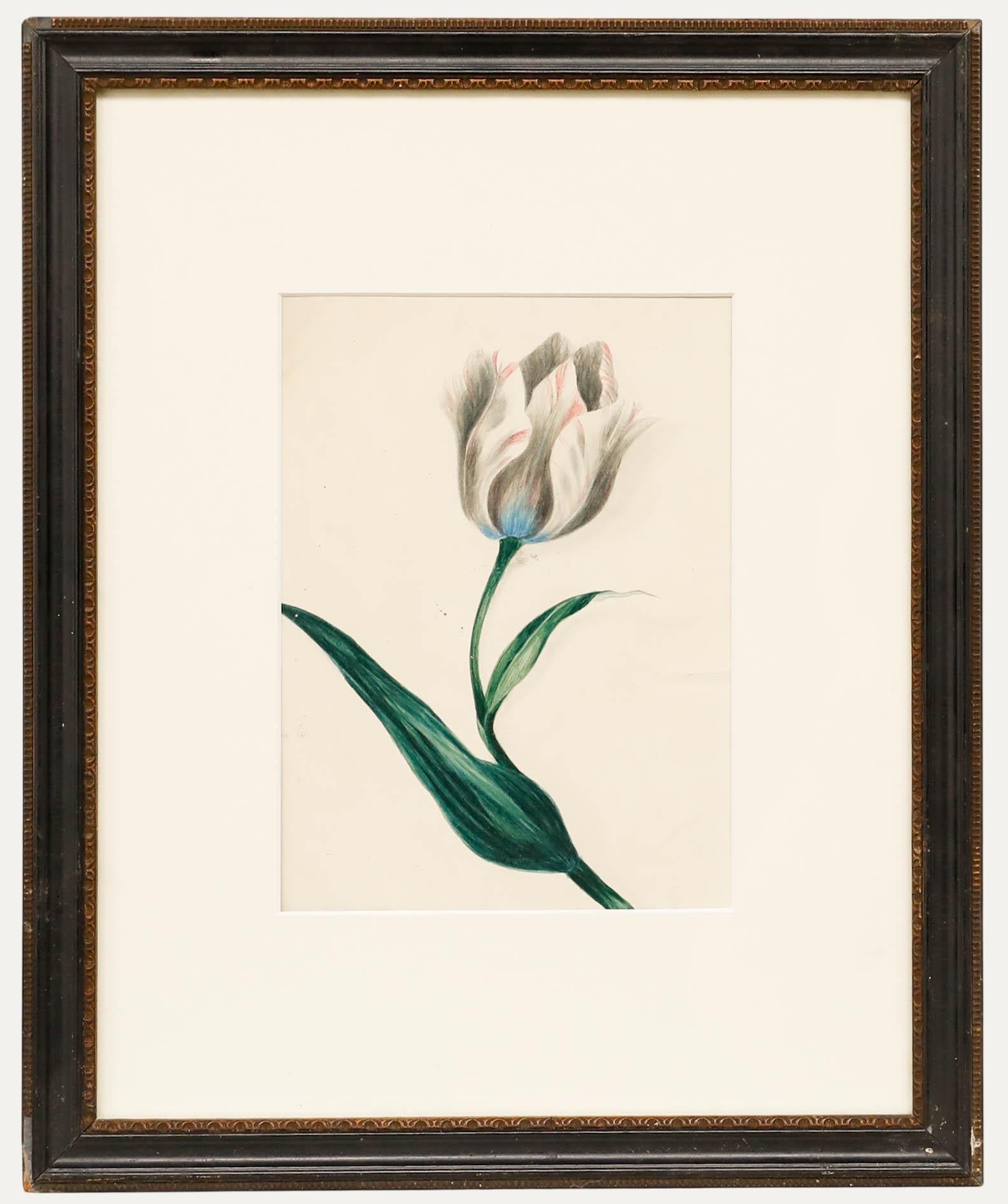 Acquerello dei primi del Novecento - Studio di tulipani I