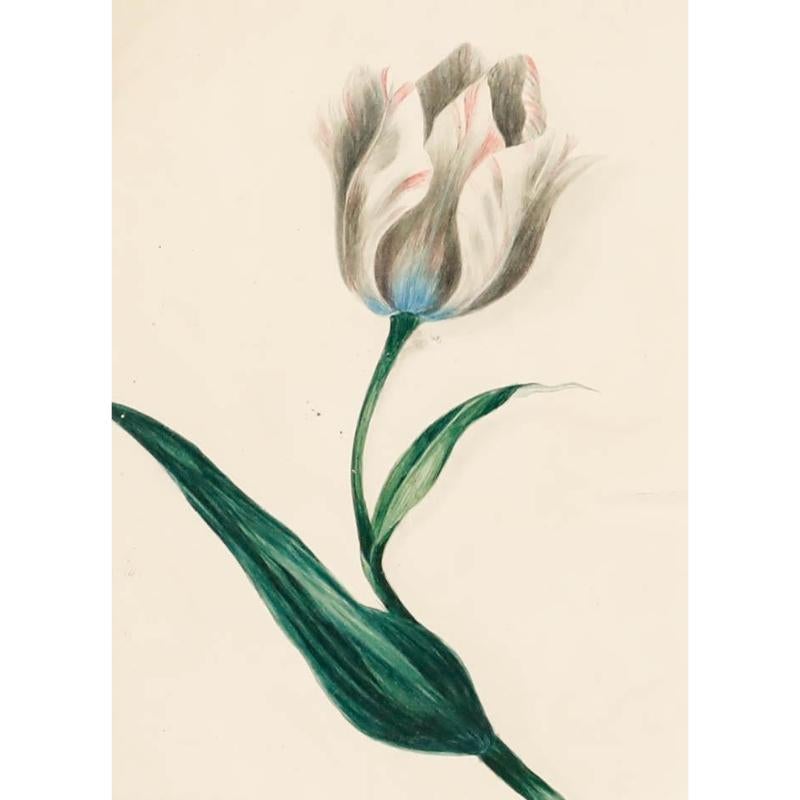 Early 20th Century Watercolour - Tulip Study I - Art by Unknown