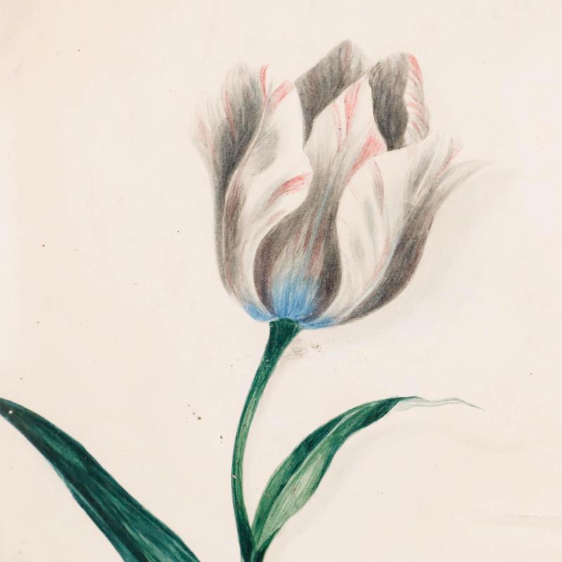 A delicate study of a white, pink, and blue tulip. This piece was acquired alongside another tulip study, which is also listed on our website (qd709). Presented in a vintage black frame. Unsigned. On paper.