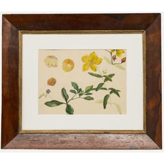 Sophia Katherine Charleton (1789-1844) - Acquerello, Rosa di Sharon