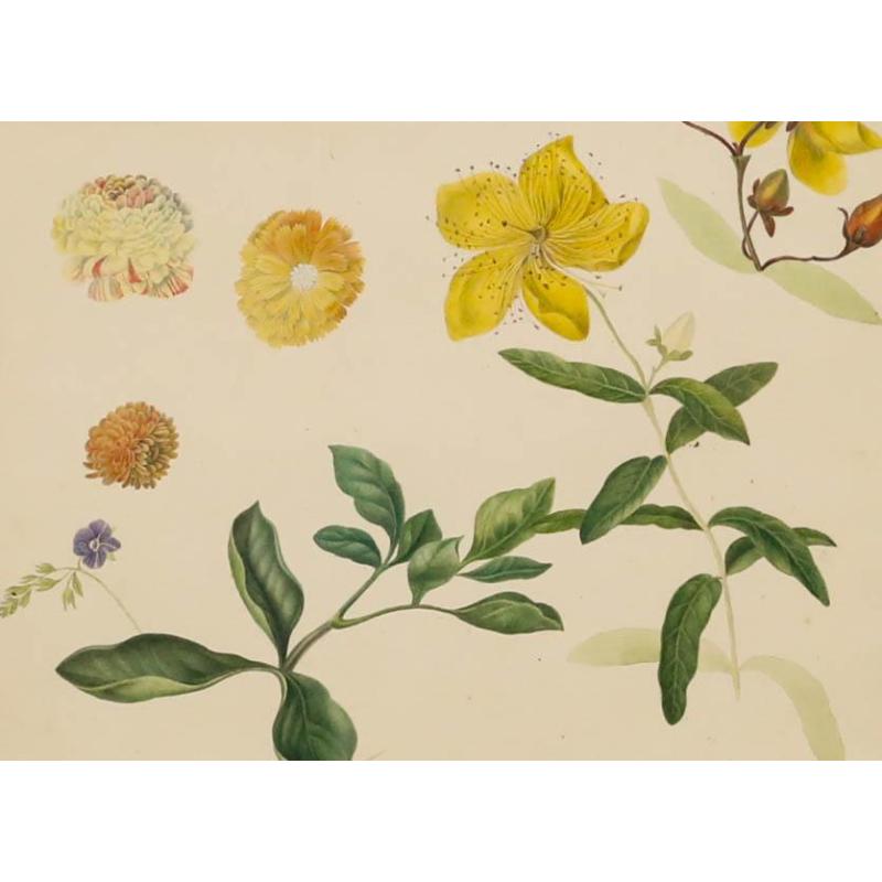 Sophia Katherine Charleton (1789-1844) - Aquarelle, Rose de Sharon - Art de Unknown